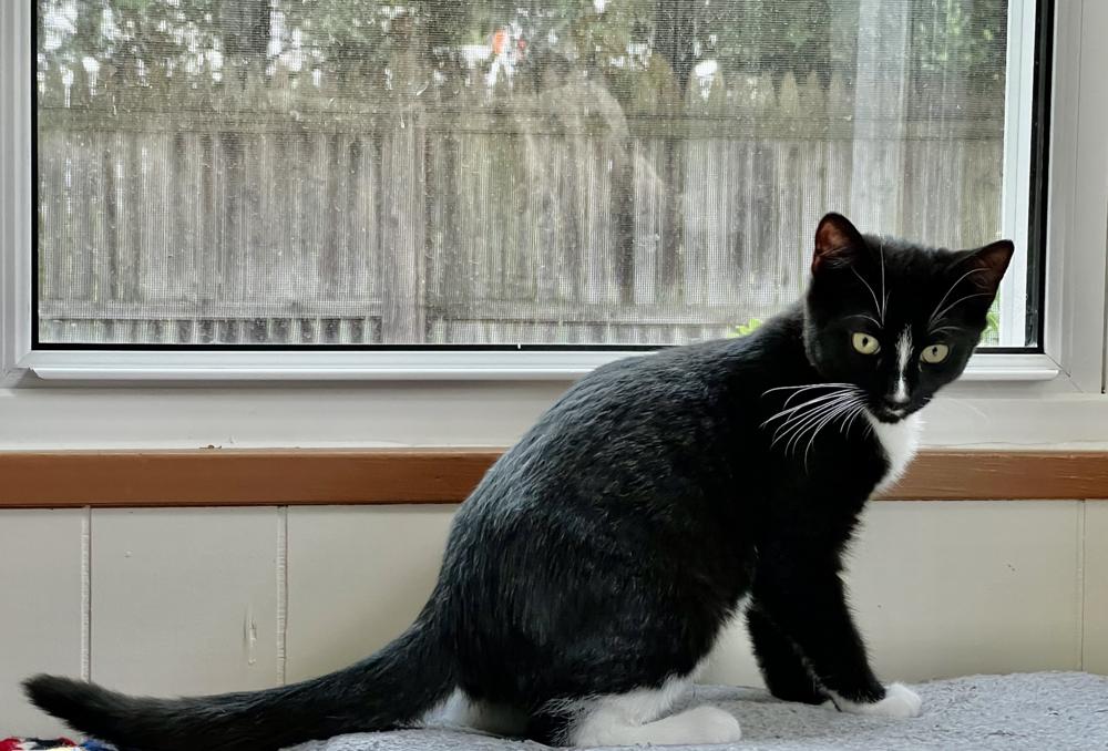 Enlarge Rigatoni, a Adoptable mixed breed in Oradell, NJ image 5/5