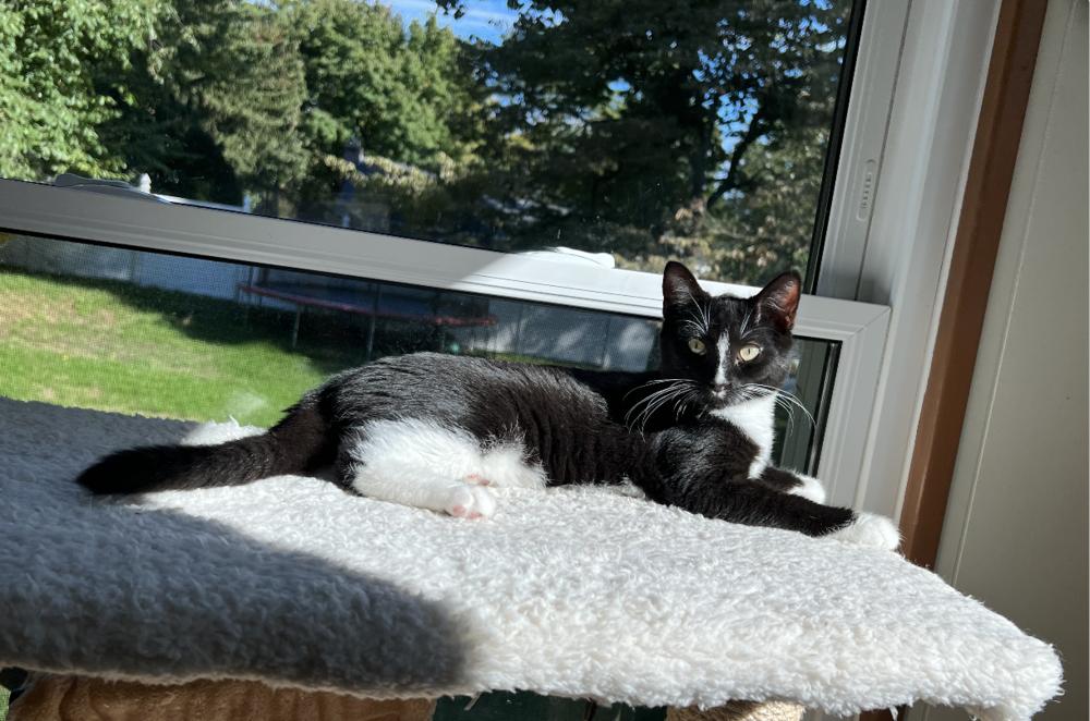 Rigatoni, a Adoptable mixed breed in Oradell, NJ image 5/5