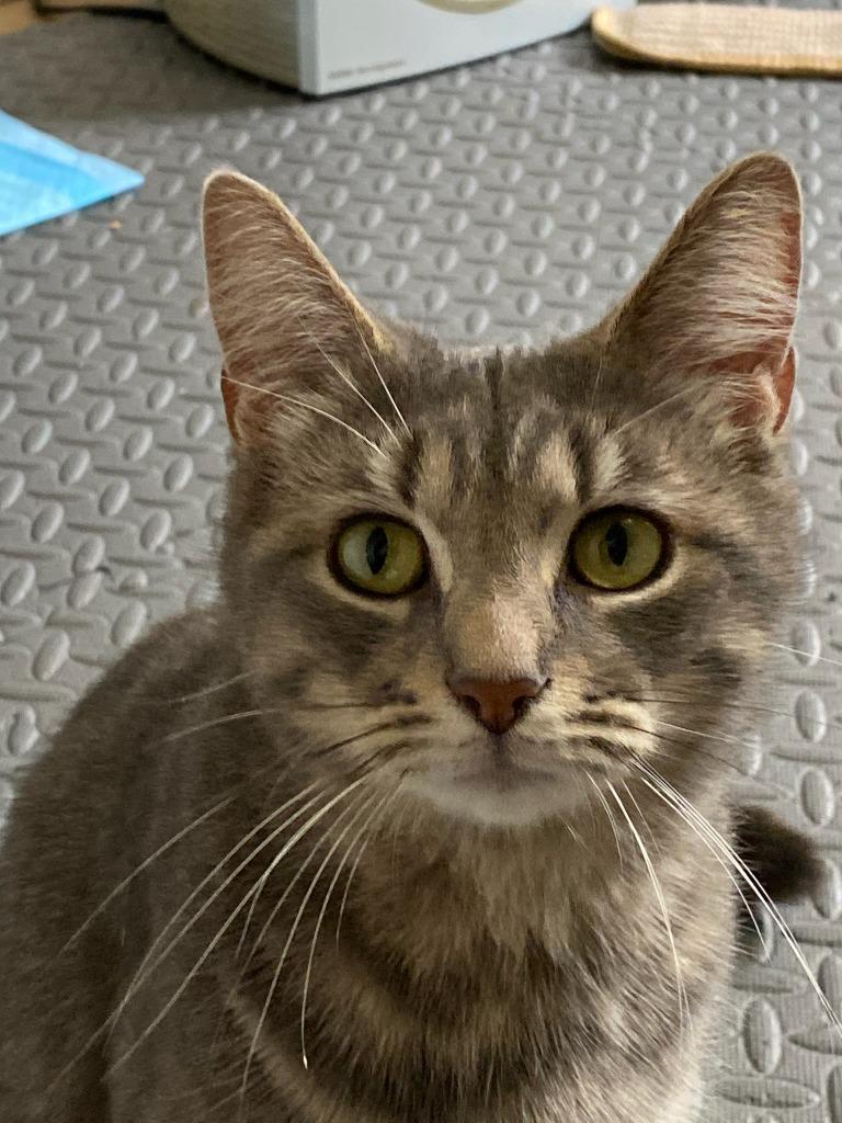 Enlarge Purrscilla, a Adoptable mixed breed in Hamilton, OH image 1/1