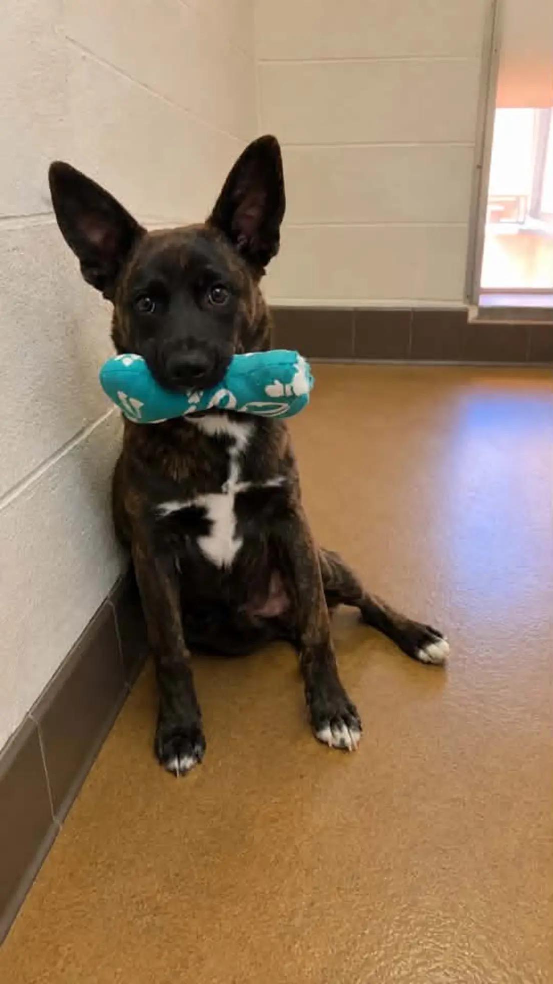 Benny, a ADOPTABLE mixed breed in Duxbury, MA image 2/6