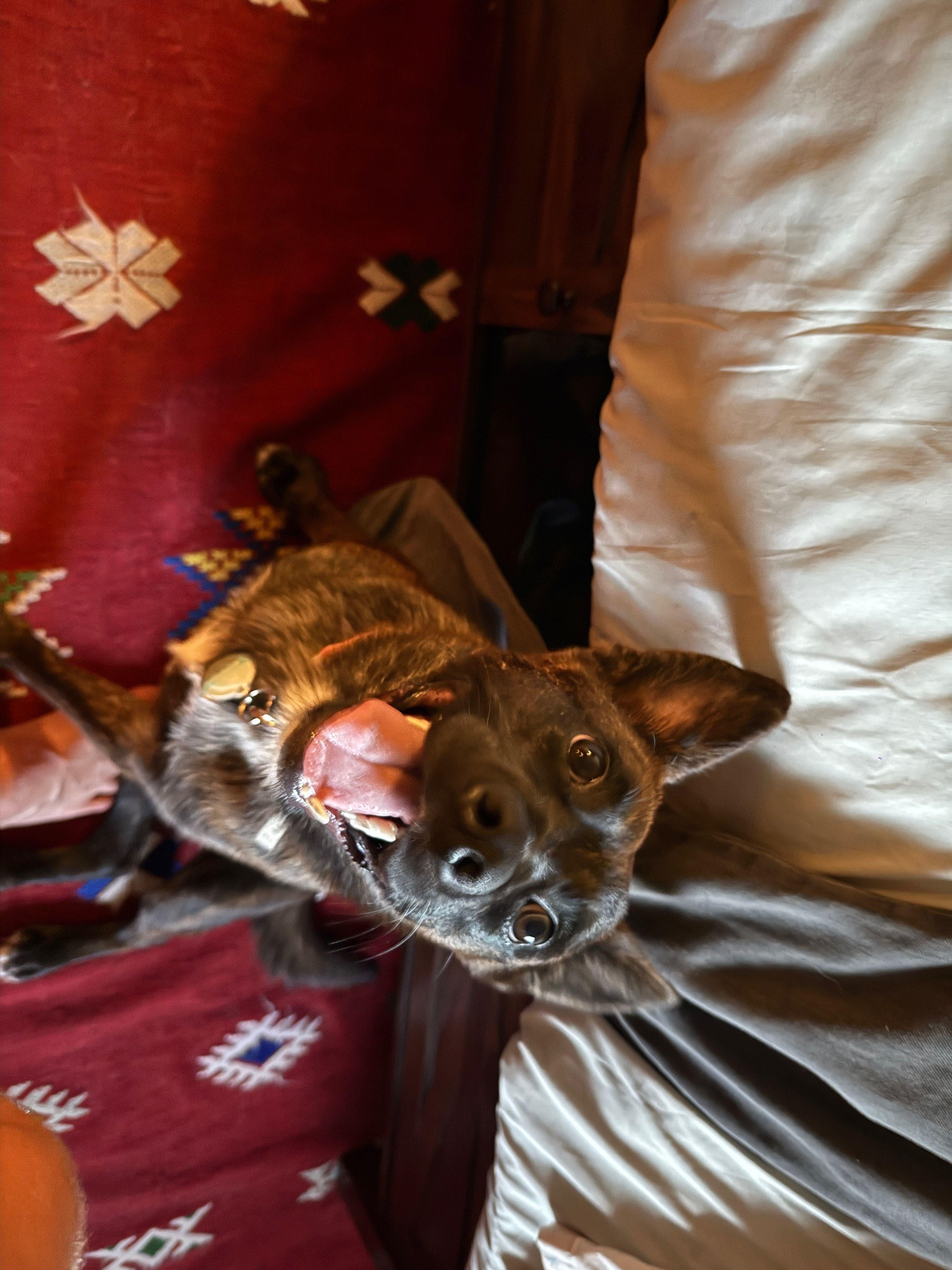 Benny, a ADOPTABLE mixed breed in Duxbury, MA image 6/6