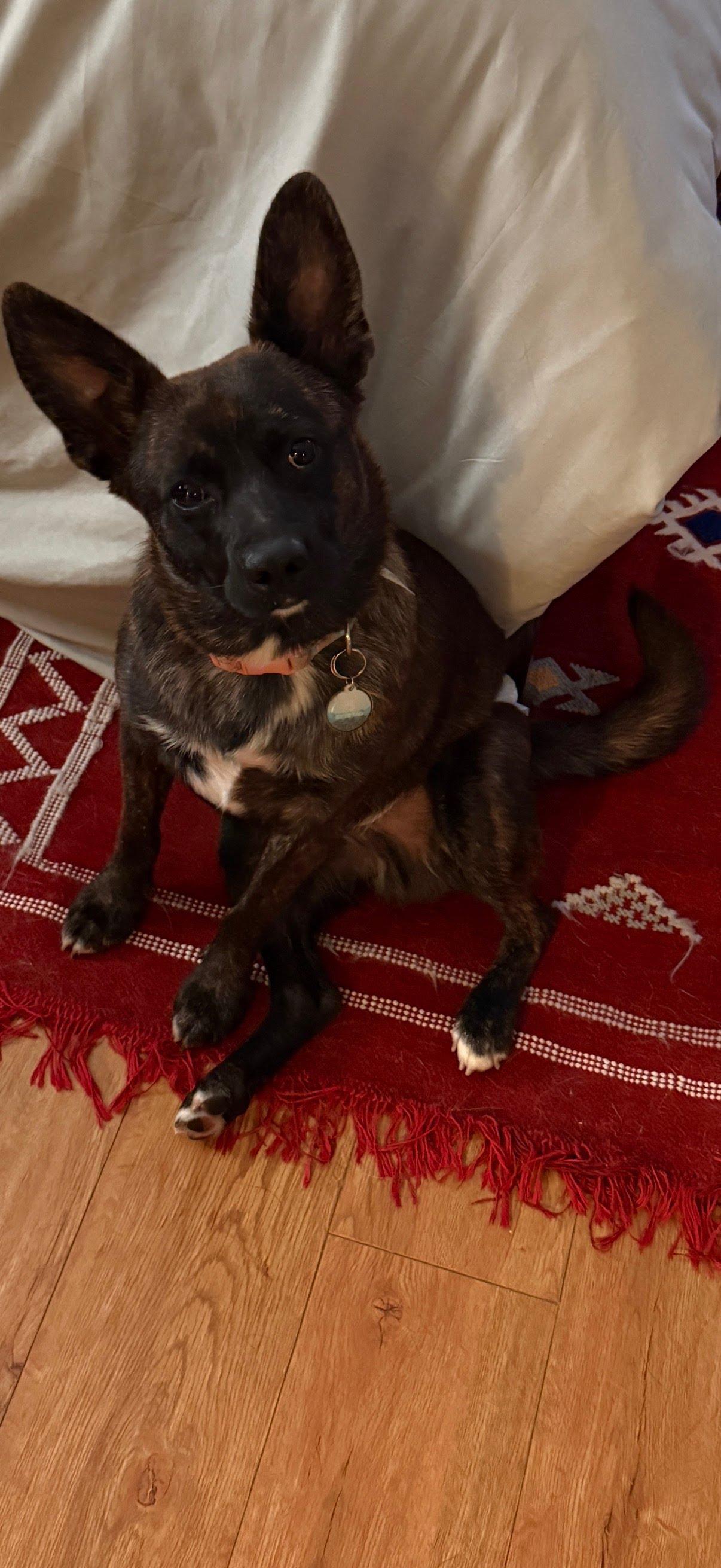 Benny, a ADOPTABLE mixed breed in Duxbury, MA image 5/6