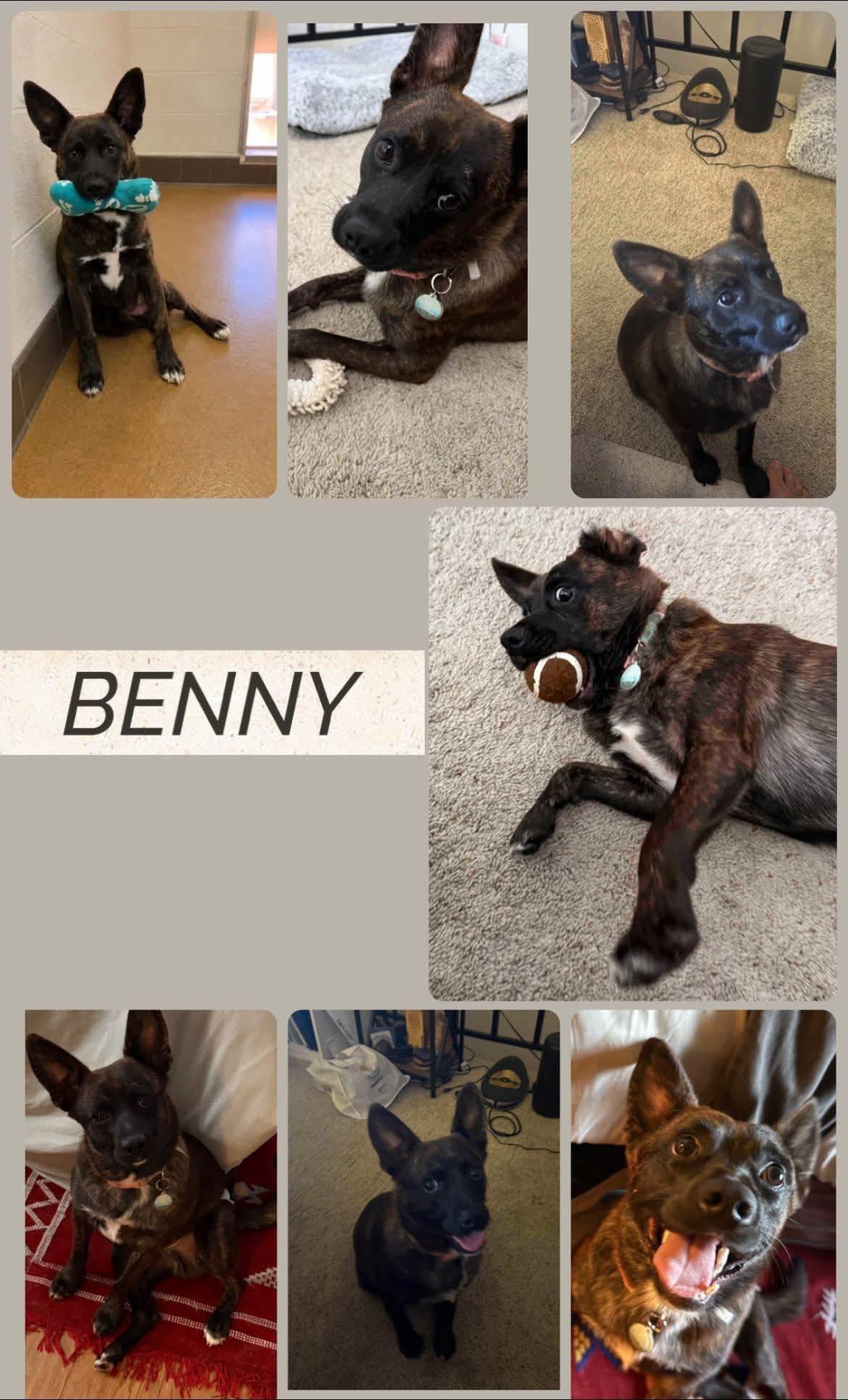 Benny, ADOPTABLE, Young Male Dutch Shepherd.