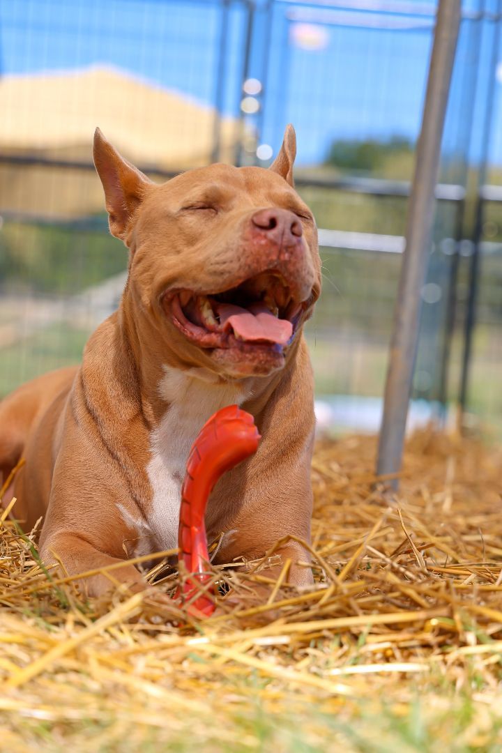 Cannon, adoptable, Young Male American Staffordshire Terrier.
