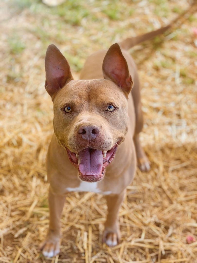 Enlarge Cannon, an adoptable mixed breed in Bethesda, MD image 2/4