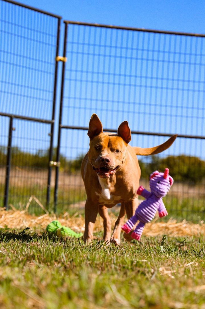 Enlarge Cannon, an adoptable mixed breed in Bethesda, MD image 3/4