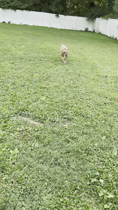 Enlarge Cannon, an adoptable mixed breed in Bethesda, MD video 4/4