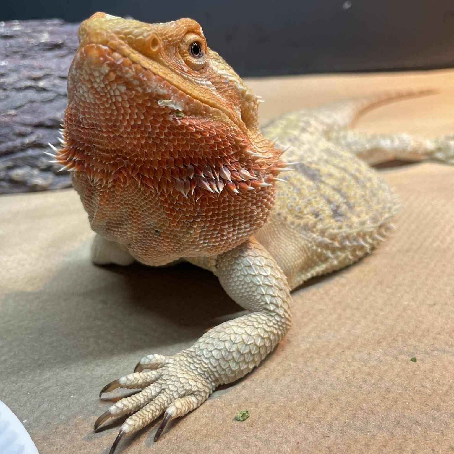 Piper, Adult Female unknown