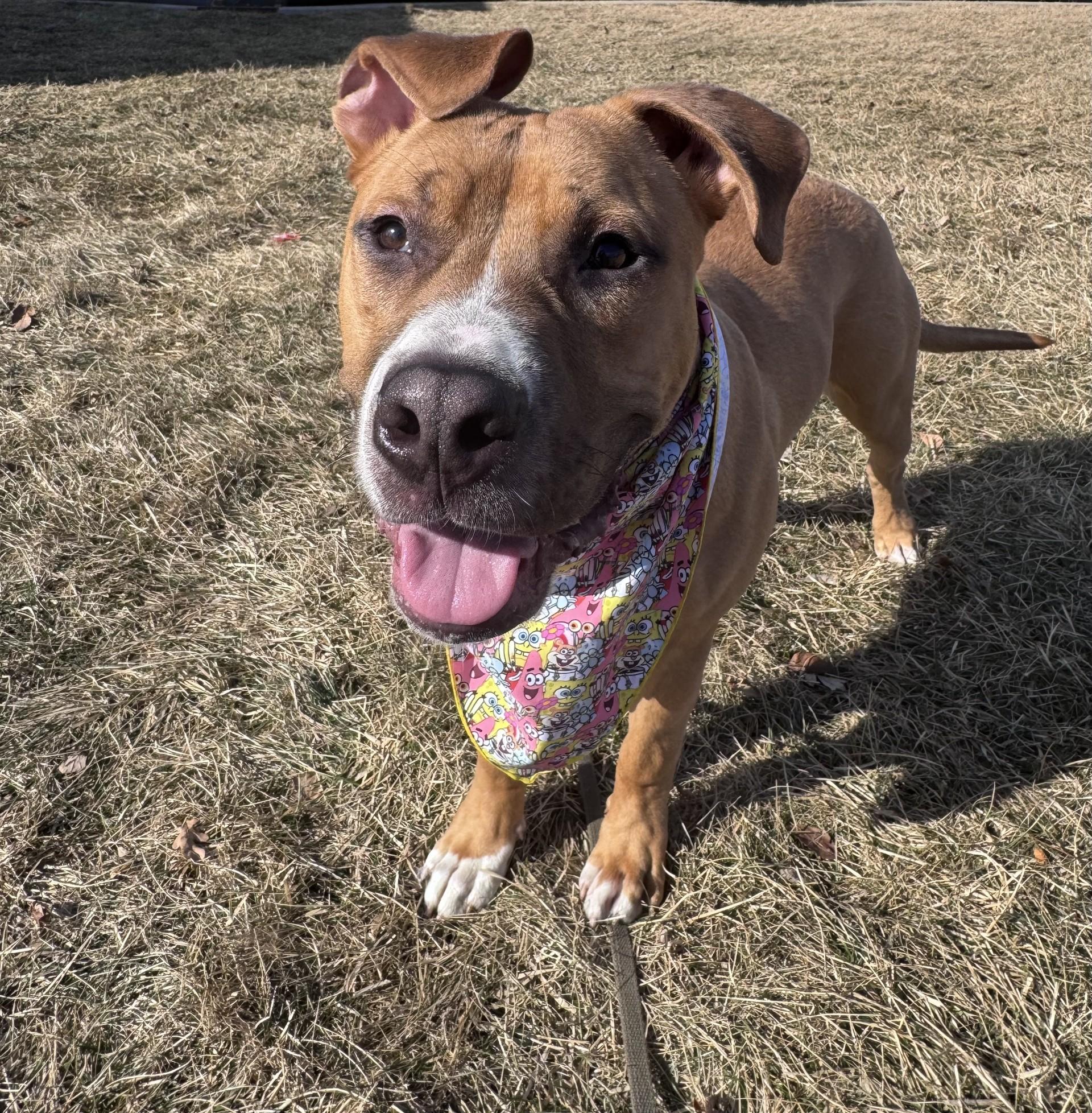 Enlarge Anchor Arms, a ADOPTABLE mixed breed in Yorkville, IL image 1/1