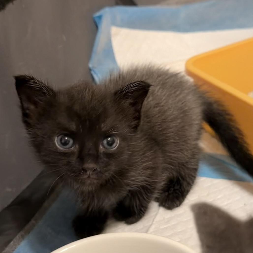 Enlarge Straw, a Adoptable Domestic Short Hair in Tucson, AZ image 1/1