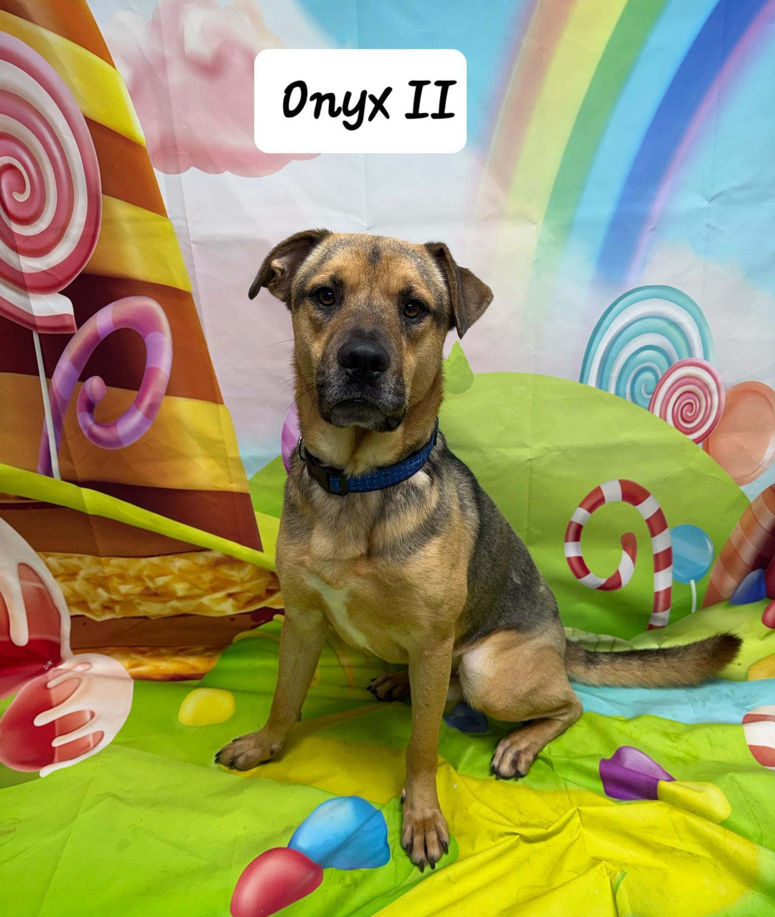 Enlarge Onyx II, a ADOPTABLE mixed breed in Urbana, OH image 1/1