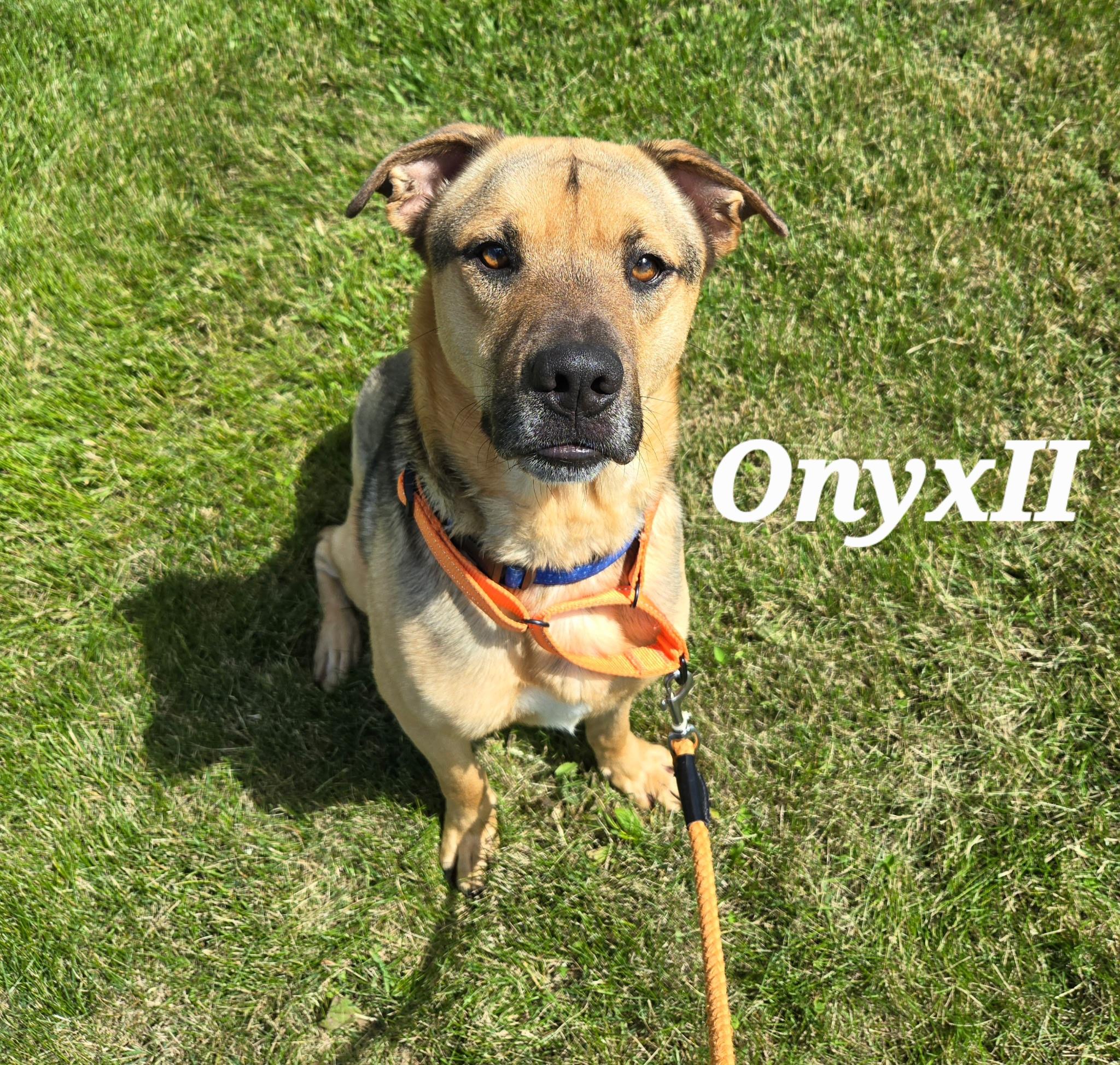 Enlarge Onyx II, a ADOPTABLE mixed breed in Urbana, OH image 3/3