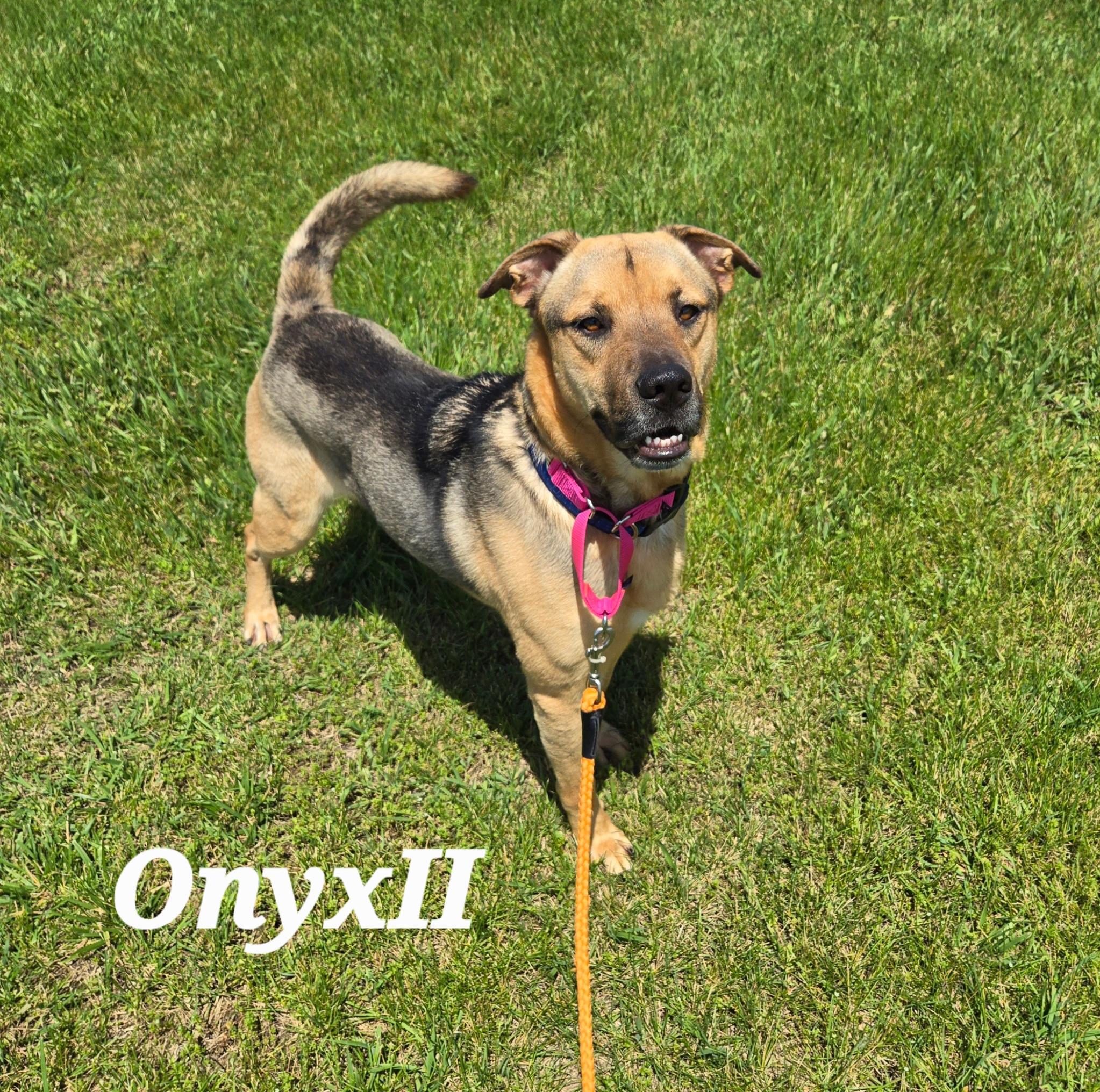 Enlarge Onyx II, a ADOPTABLE mixed breed in Urbana, OH image 1/3