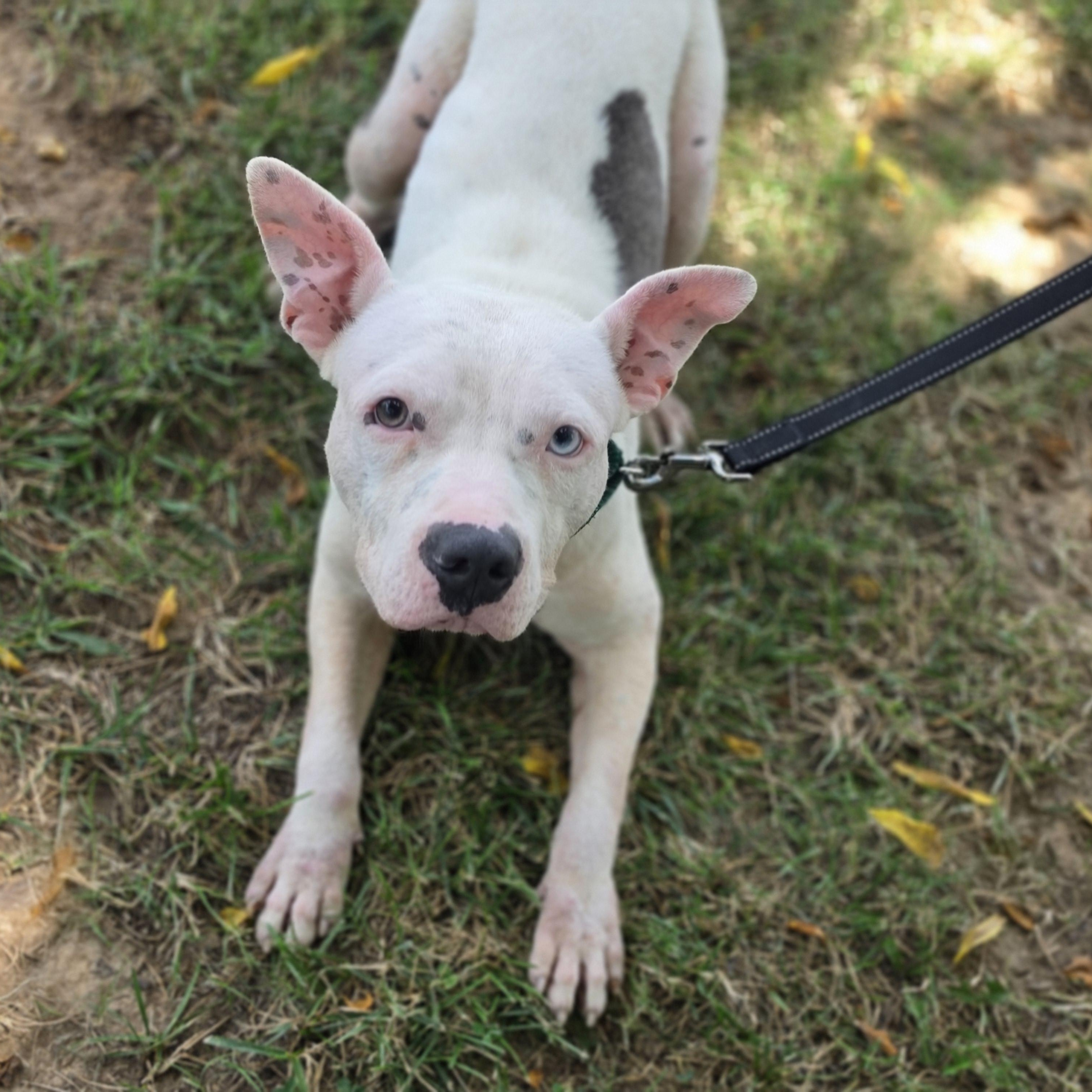 Meatball, a ADOPTABLE mixed breed in Lowell, AR image 6/6
