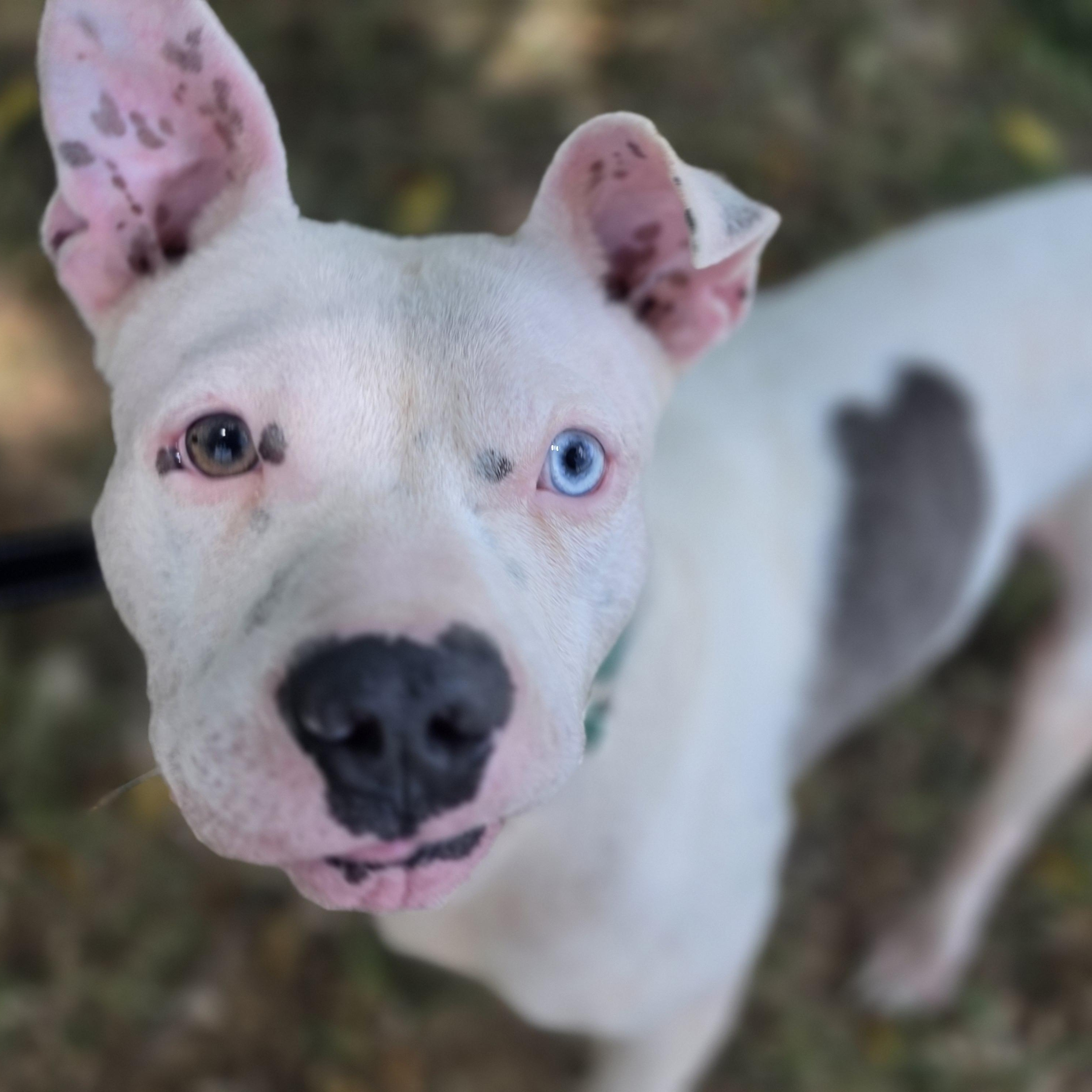 Meatball, a ADOPTABLE mixed breed in Lowell, AR image 3/6