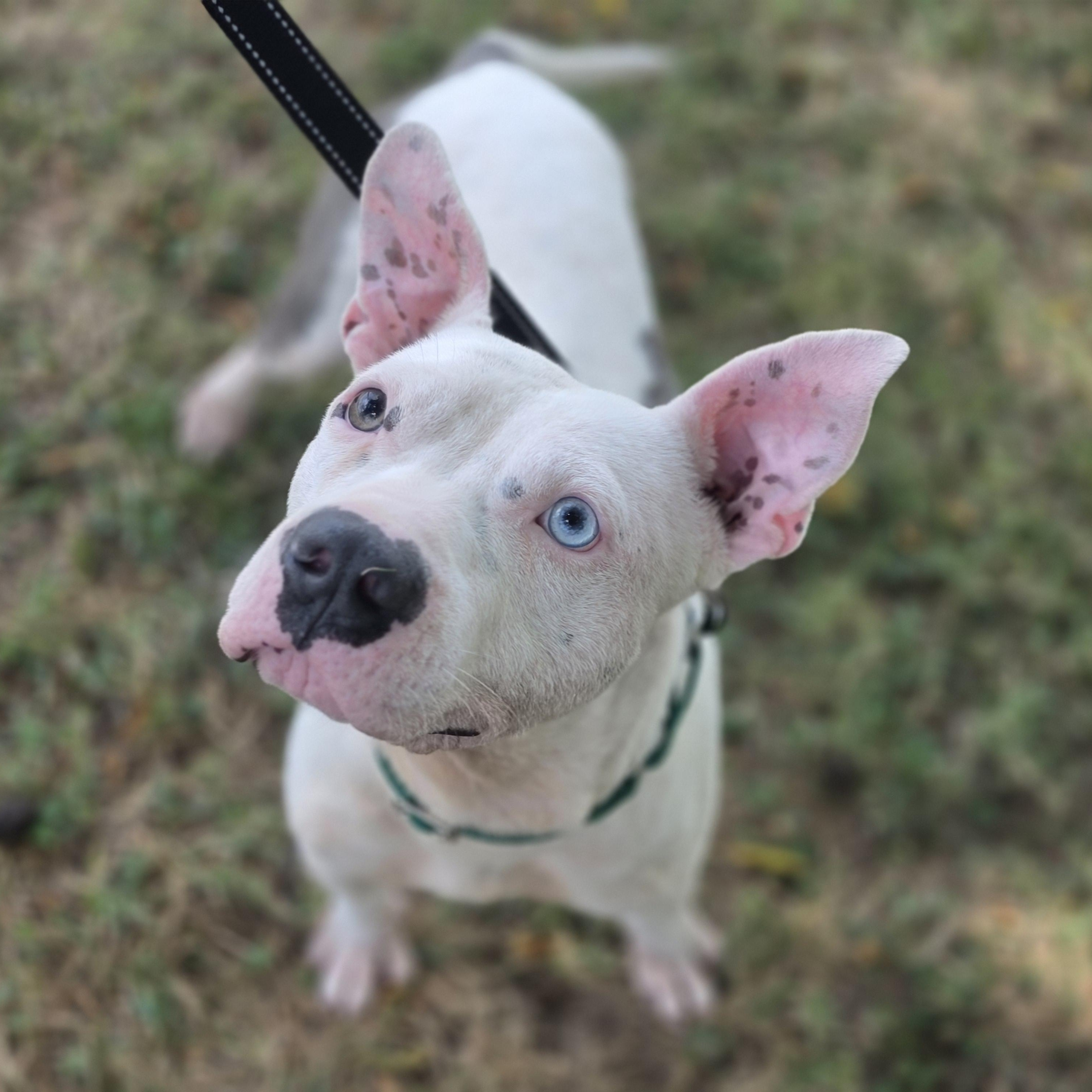 Meatball, a ADOPTABLE mixed breed in Lowell, AR image 4/6