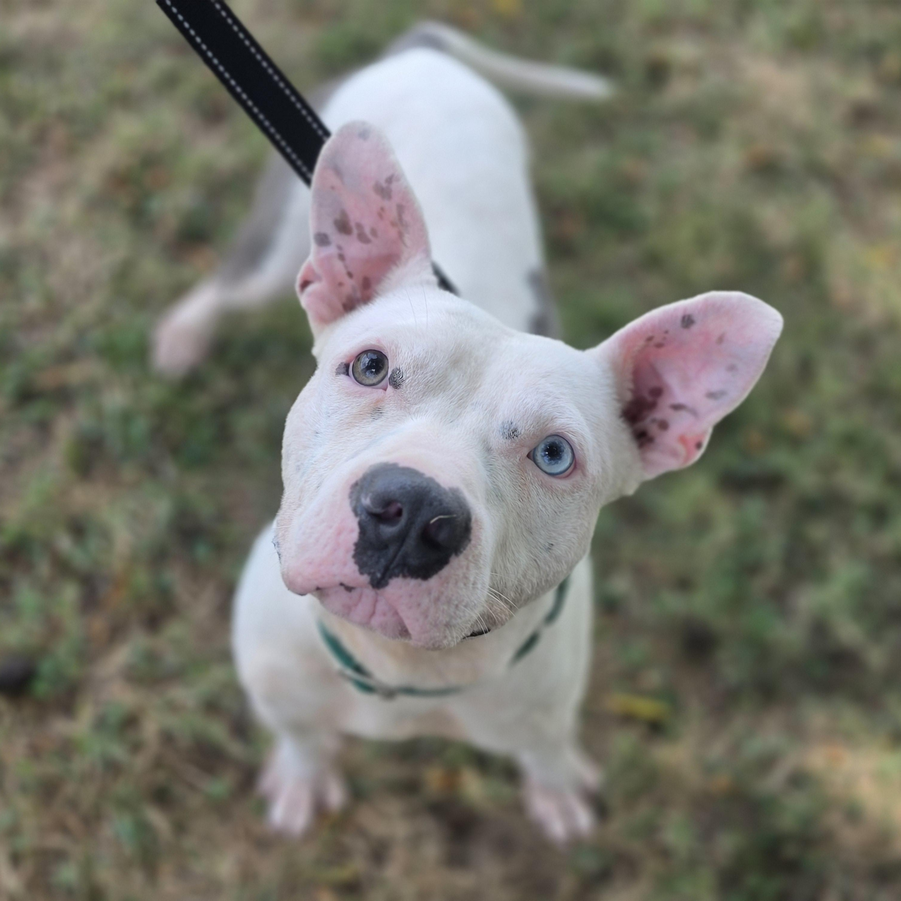 Meatball, ADOPTABLE, Young Male Pit Bull Terrier.