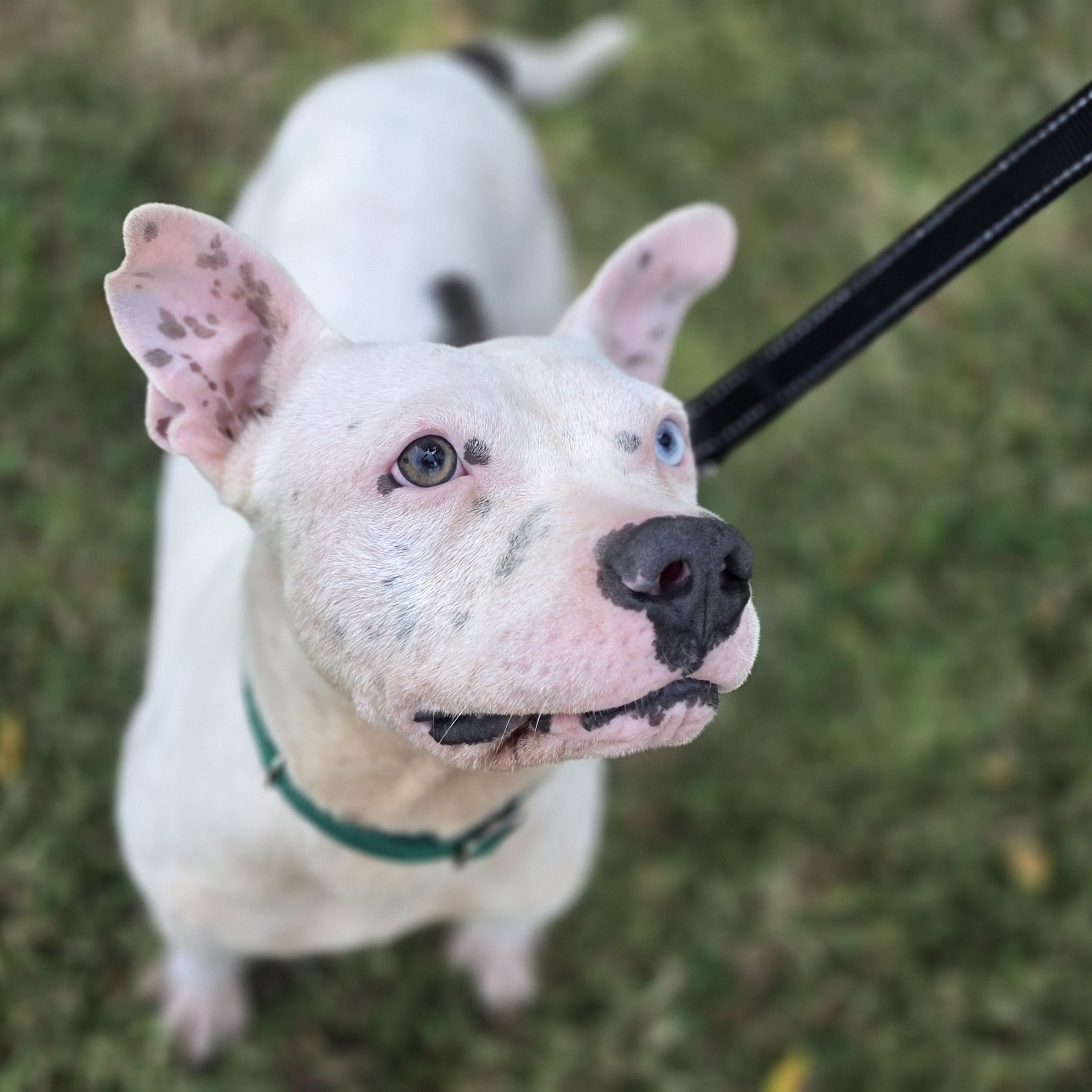 Meatball, a ADOPTABLE mixed breed in Lowell, AR image 2/6