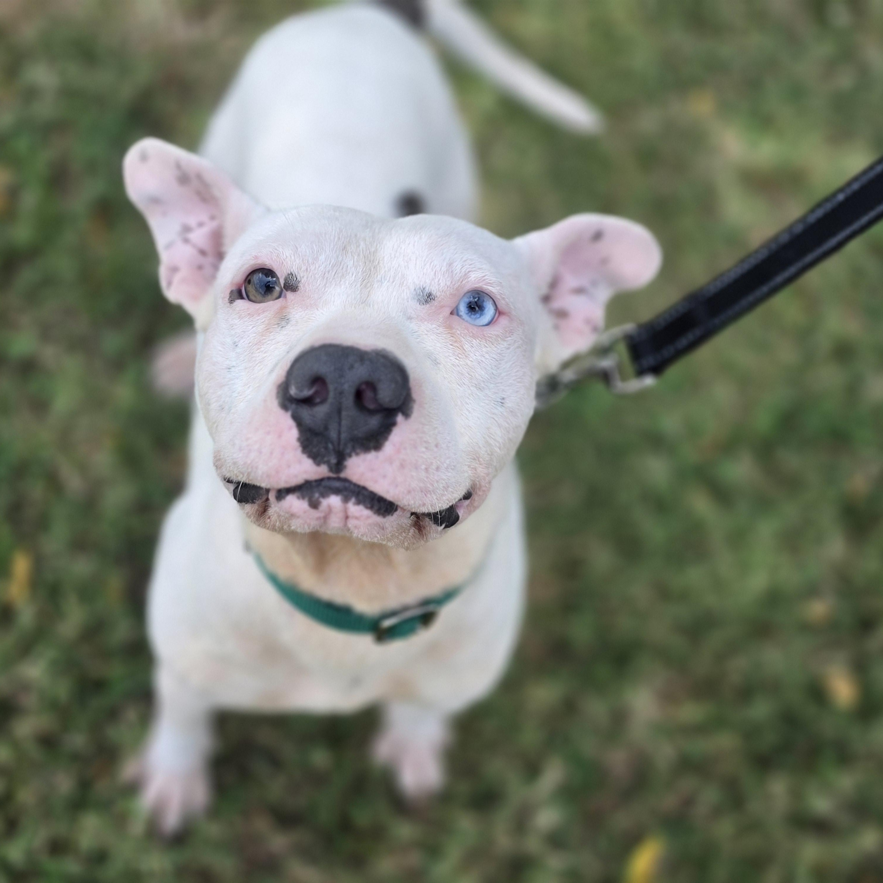 Meatball, a ADOPTABLE mixed breed in Lowell, AR image 5/6