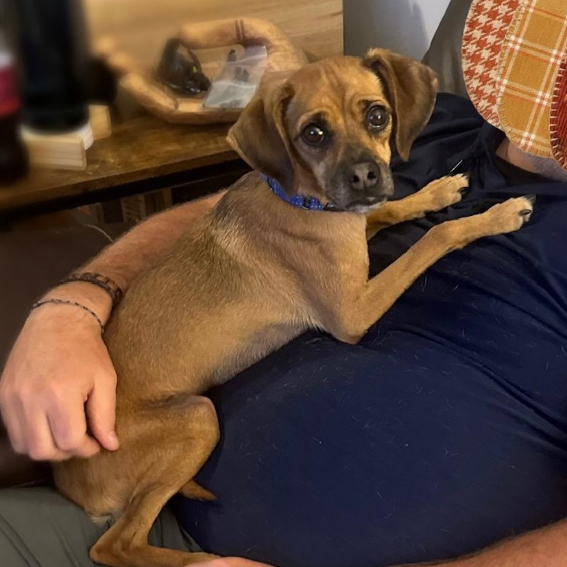 Enlarge Momo, a Adoptable mixed breed in Richmond, VA image 2/6