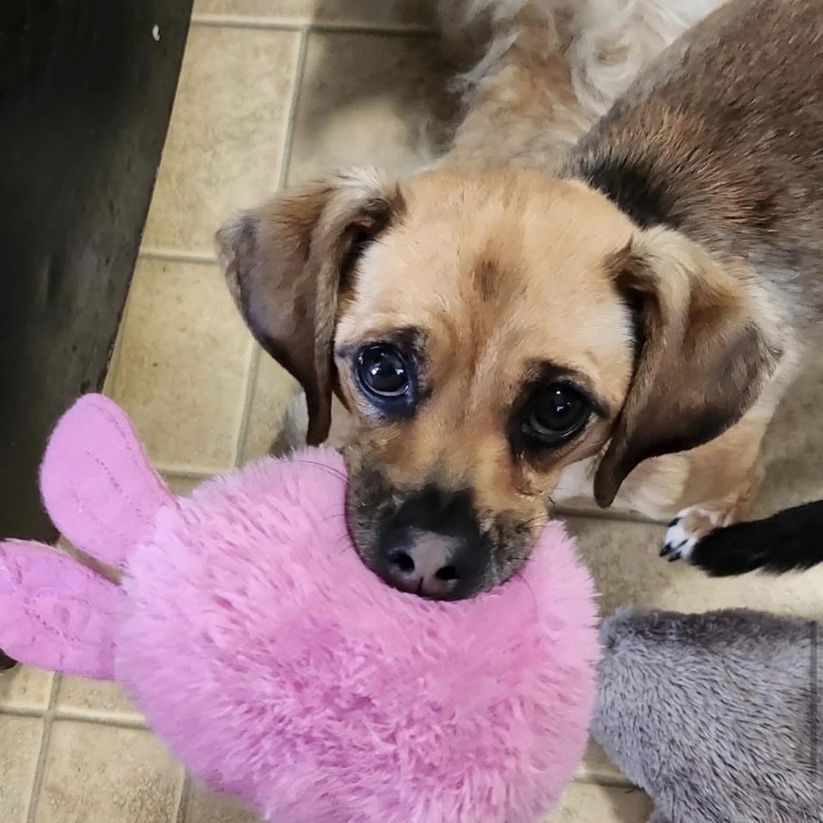 Enlarge Momo, a Adoptable mixed breed in Richmond, VA image 4/6
