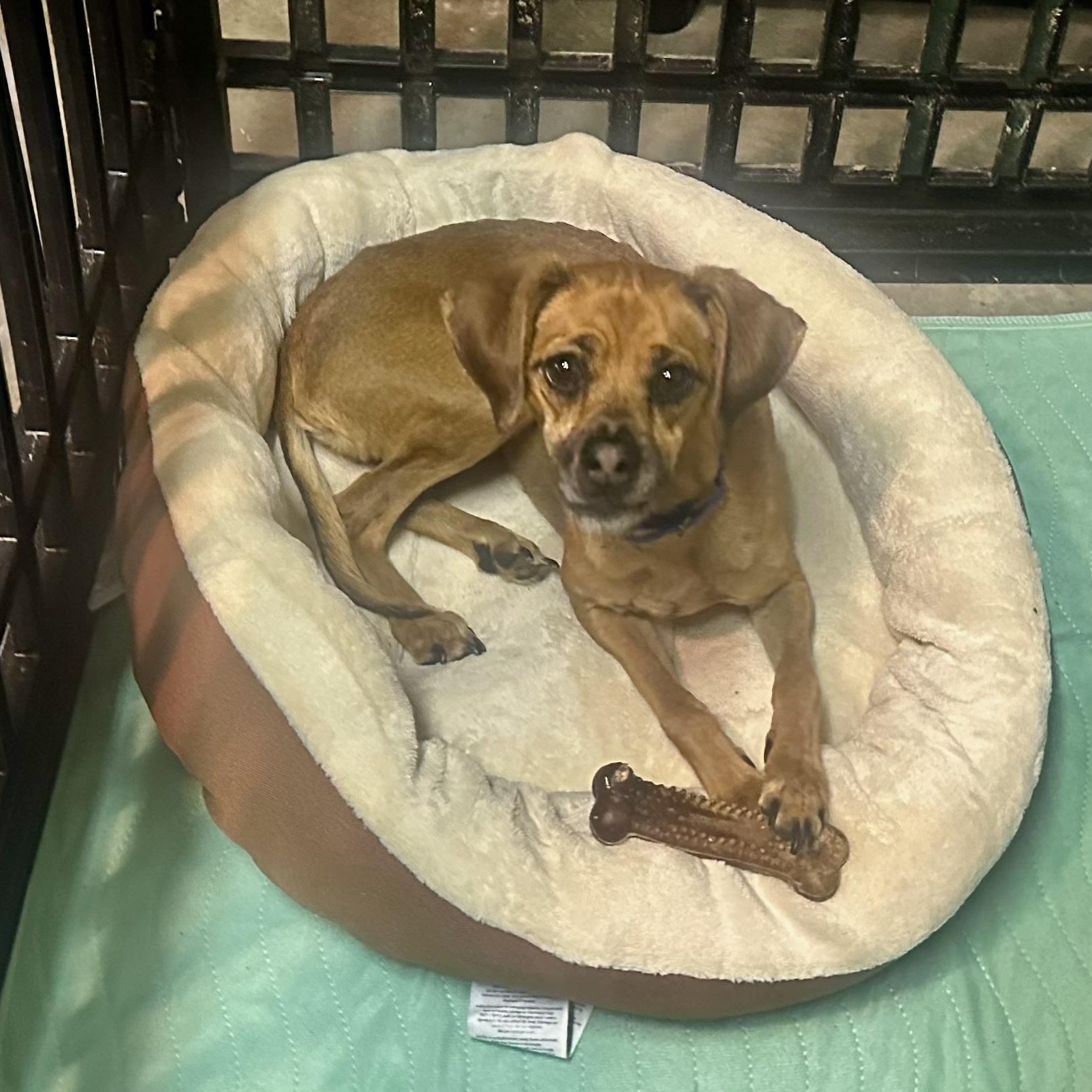 Enlarge Momo, a Adoptable mixed breed in Richmond, VA image 5/6