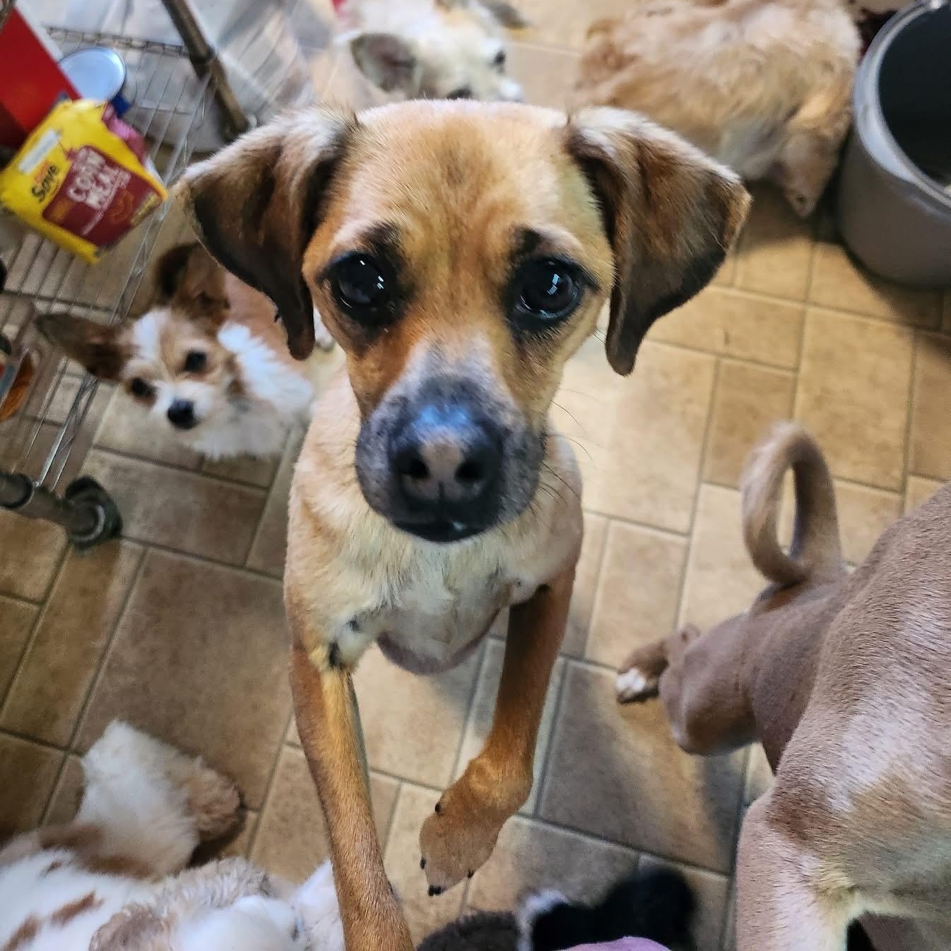 Momo, Adoptable, Adult Male Mixed Breed & Chihuahua.