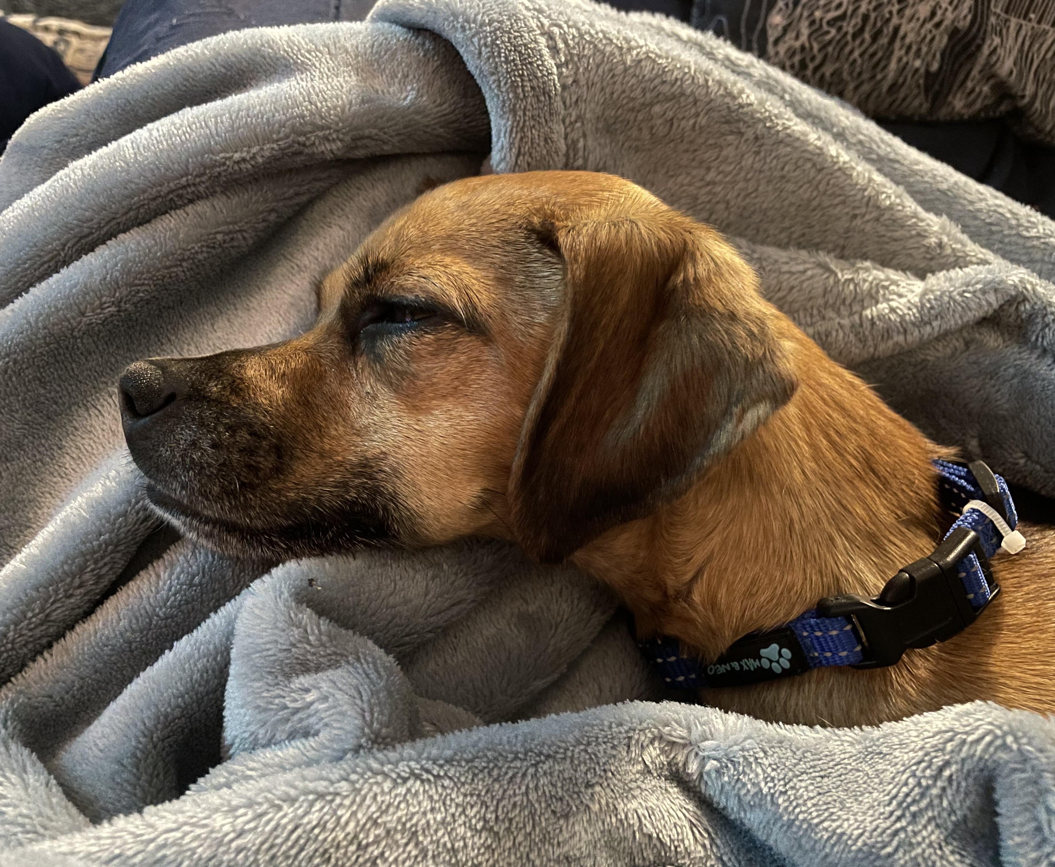 Enlarge Momo, a Adoptable mixed breed in Richmond, VA image 6/6