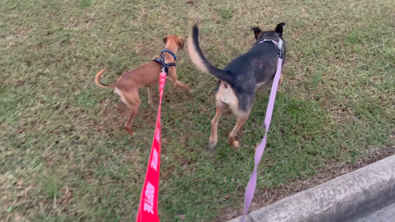 Enlarge Momo, a Adoptable mixed breed in Richmond, VA video 3/6