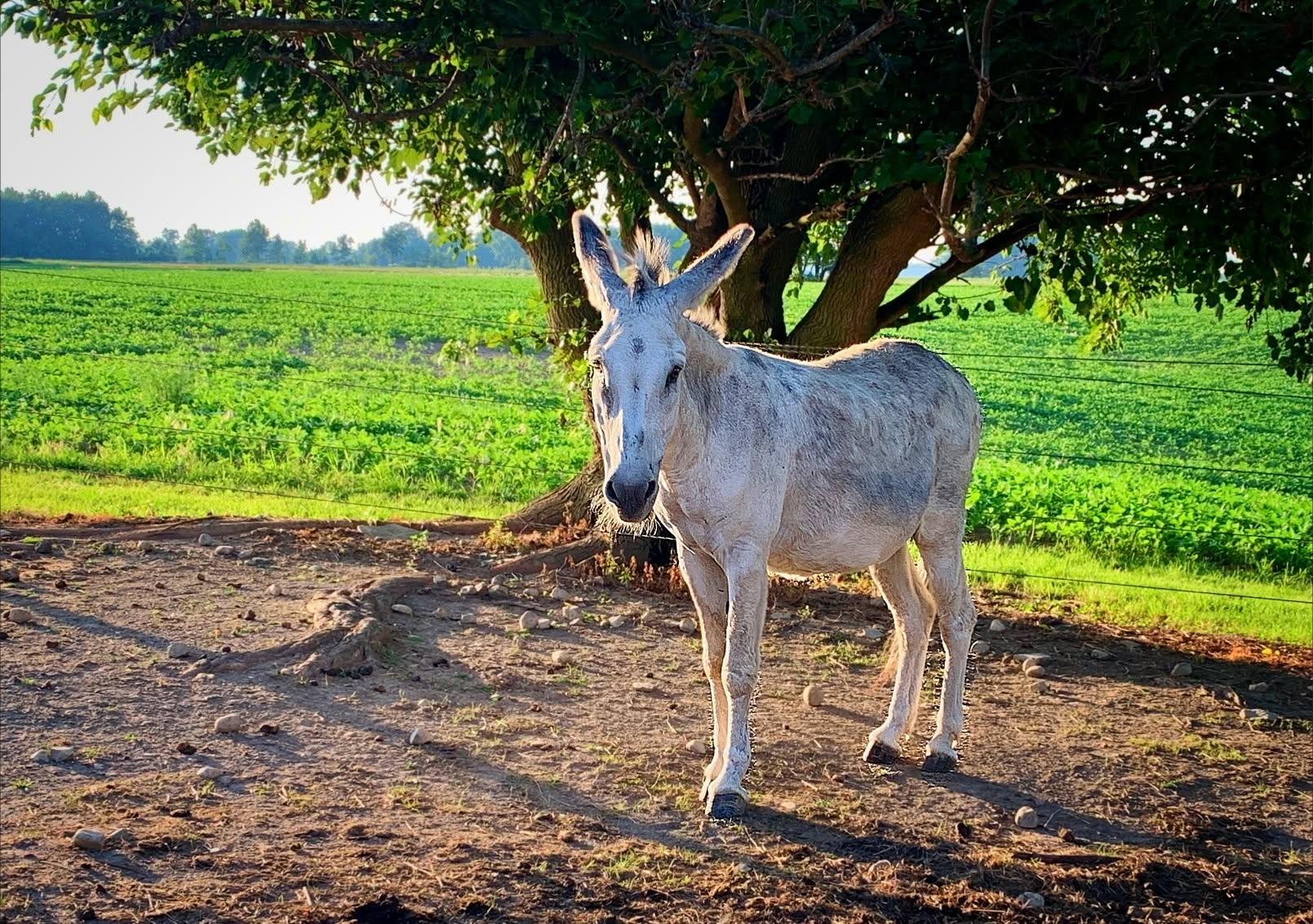 Enlarge Zeke, an adopted Donkey in Upper Sandusky, OH image 1/1
