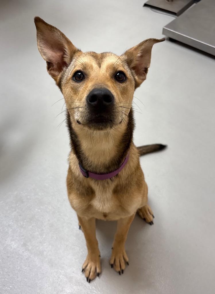 Enlarge Xyla / Daisy / AC 27783 B, a Adoptable mixed breed in Greeneville, TN image 1/2