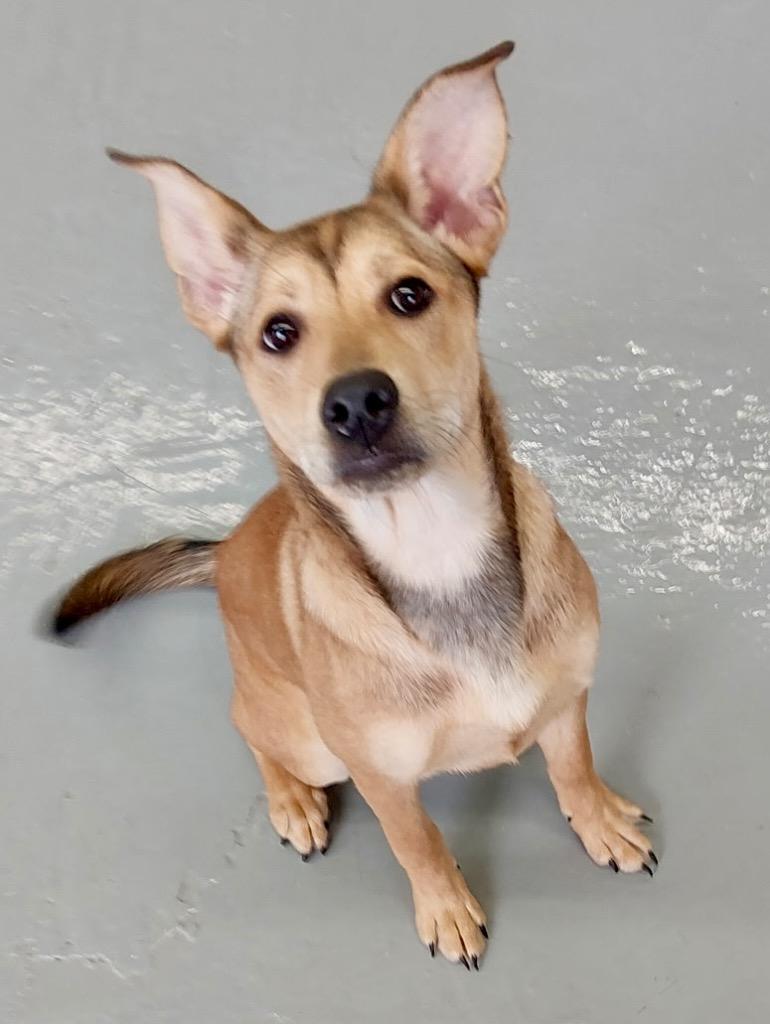 Enlarge Xyla / Daisy / AC 27783 B, a Adoptable mixed breed in Greeneville, TN image 2/2