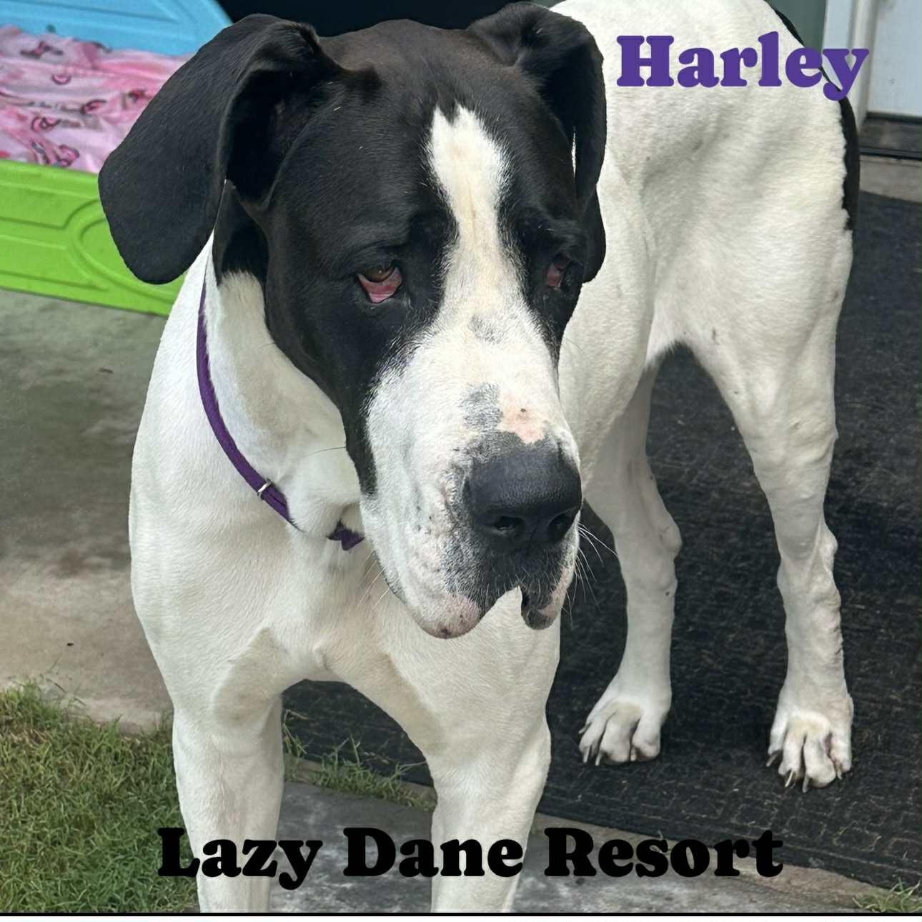 Harley, Adoptable, Adult Female Great Dane.