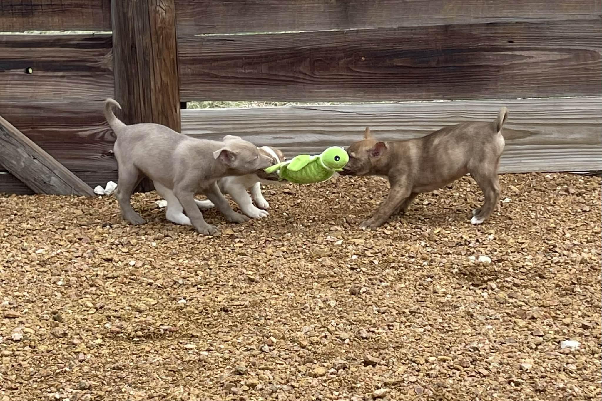 Enlarge Tyler, an adopted mixed breed in Ann Arbor, MI image 3/6