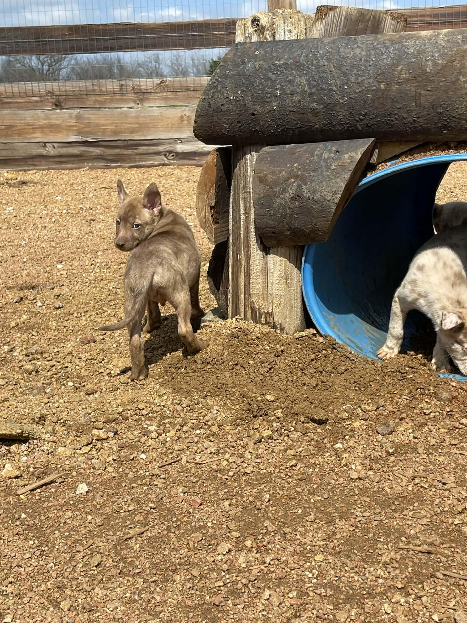 Enlarge Tyler, an adopted mixed breed in Ann Arbor, MI image 6/6