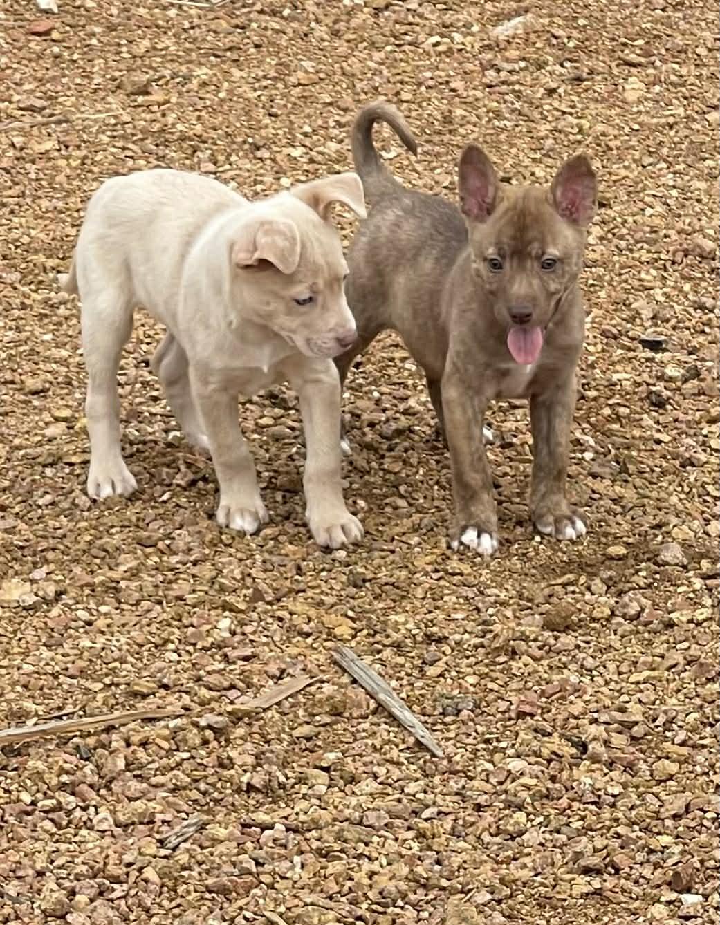 Enlarge Tyler, an adopted mixed breed in Ann Arbor, MI image 4/6