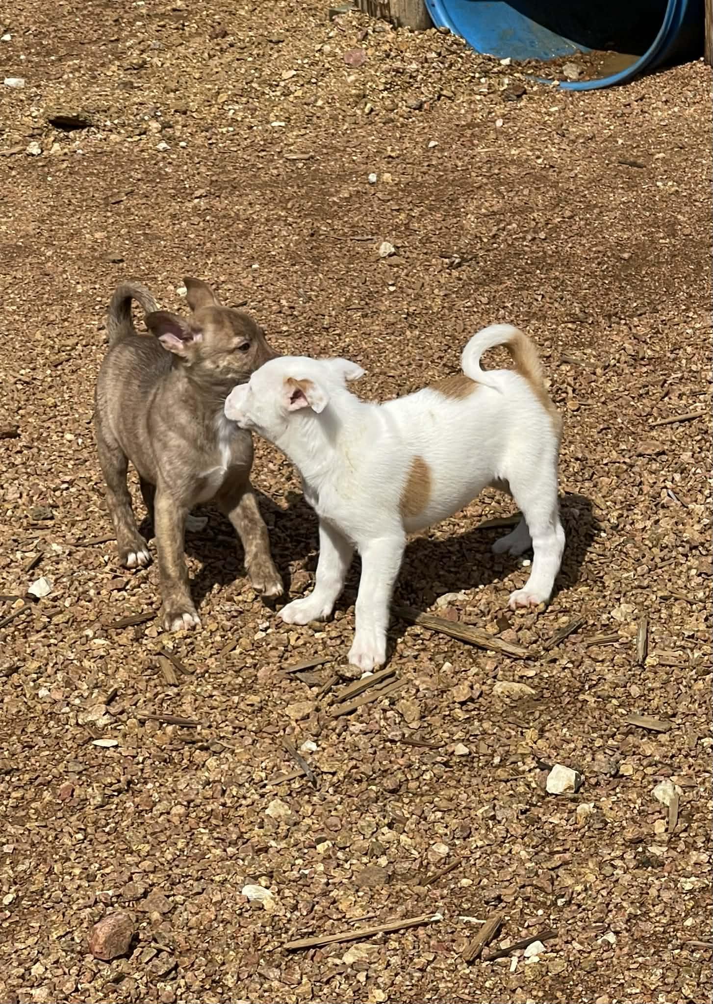 Enlarge Tyler, an adopted mixed breed in Ann Arbor, MI image 5/6