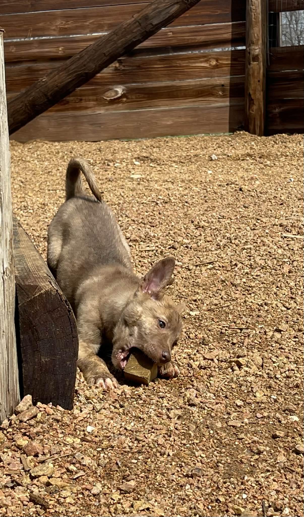 Enlarge Tyler, an adopted mixed breed in Ann Arbor, MI image 2/6