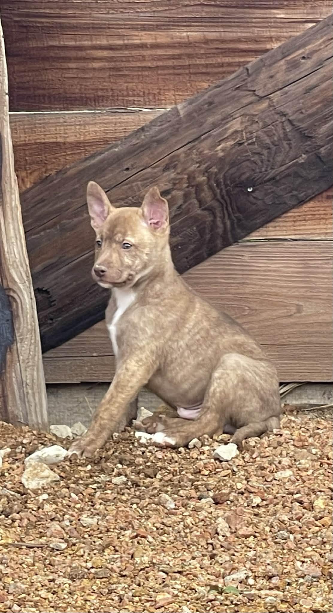 Tyler, adopted, Puppy Male Australian Shepherd & Australian Kelpie.