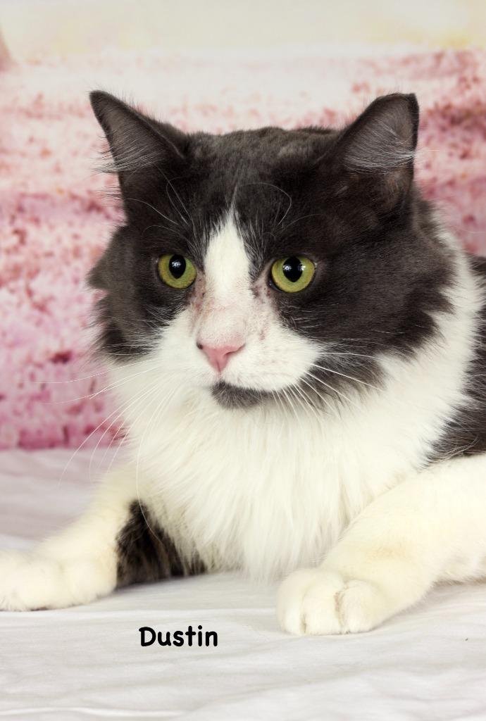 Dustin (Benny), Adoptable, Adult Male Domestic Short Hair.