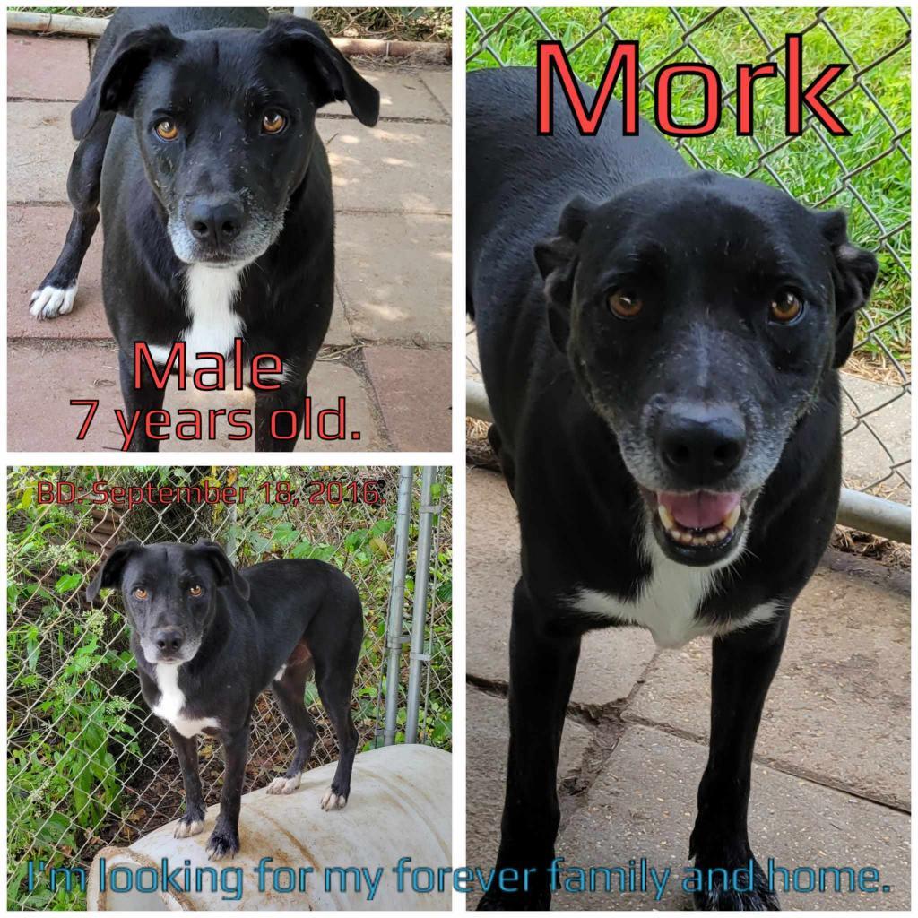 Enlarge Mork, a Adoptable Mixed Breed in Boaz, AL image 2/3