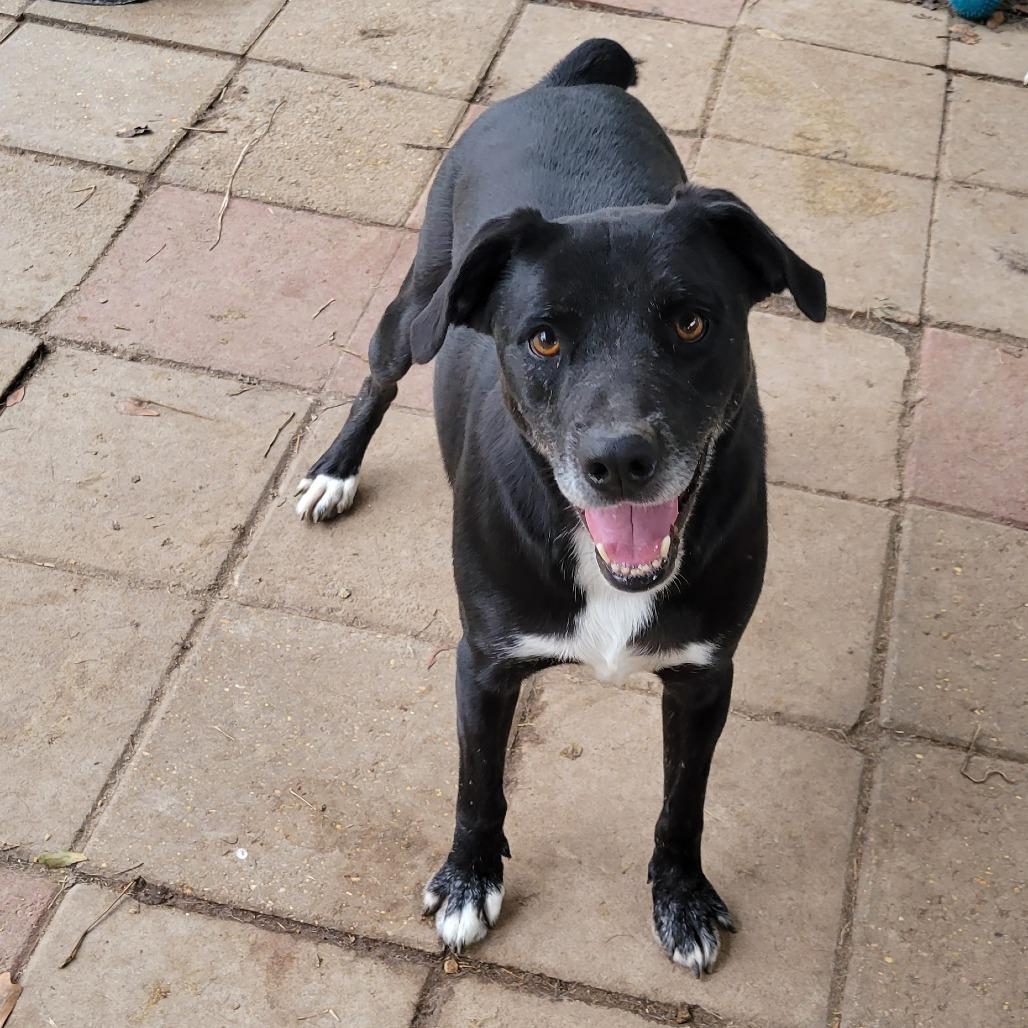 Enlarge Mork, a Adoptable Mixed Breed in Boaz, AL image 1/3