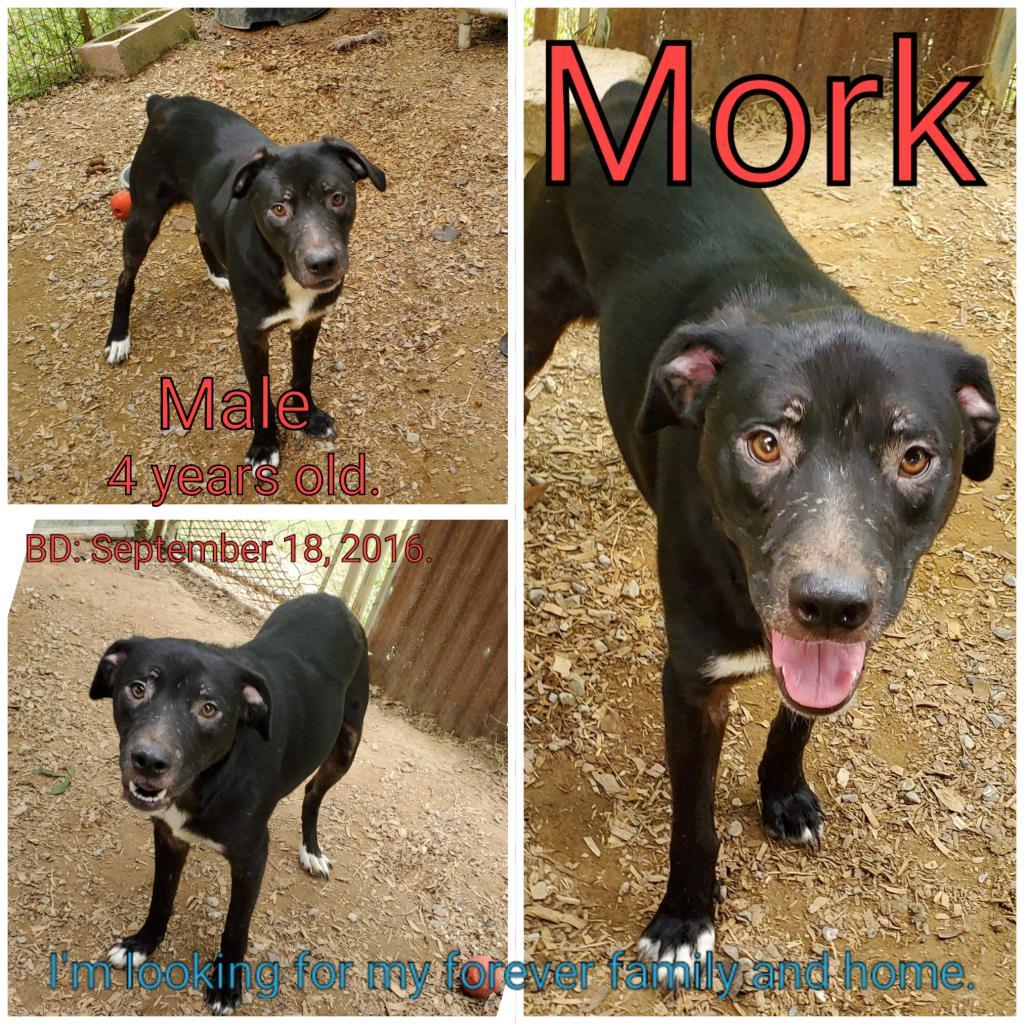 Enlarge Mork, a Adoptable Mixed Breed in Boaz, AL image 3/3