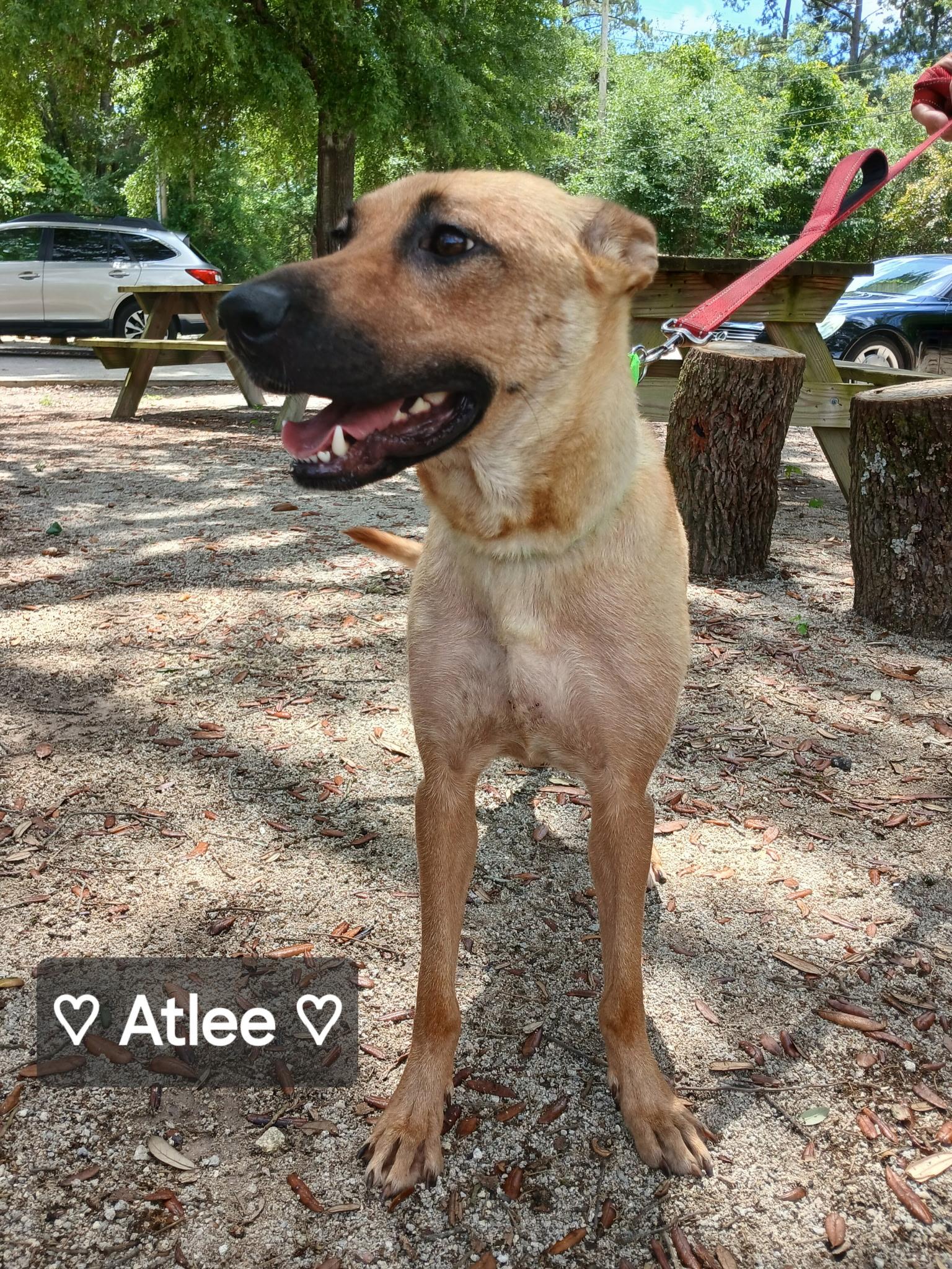 Atlee photo 2