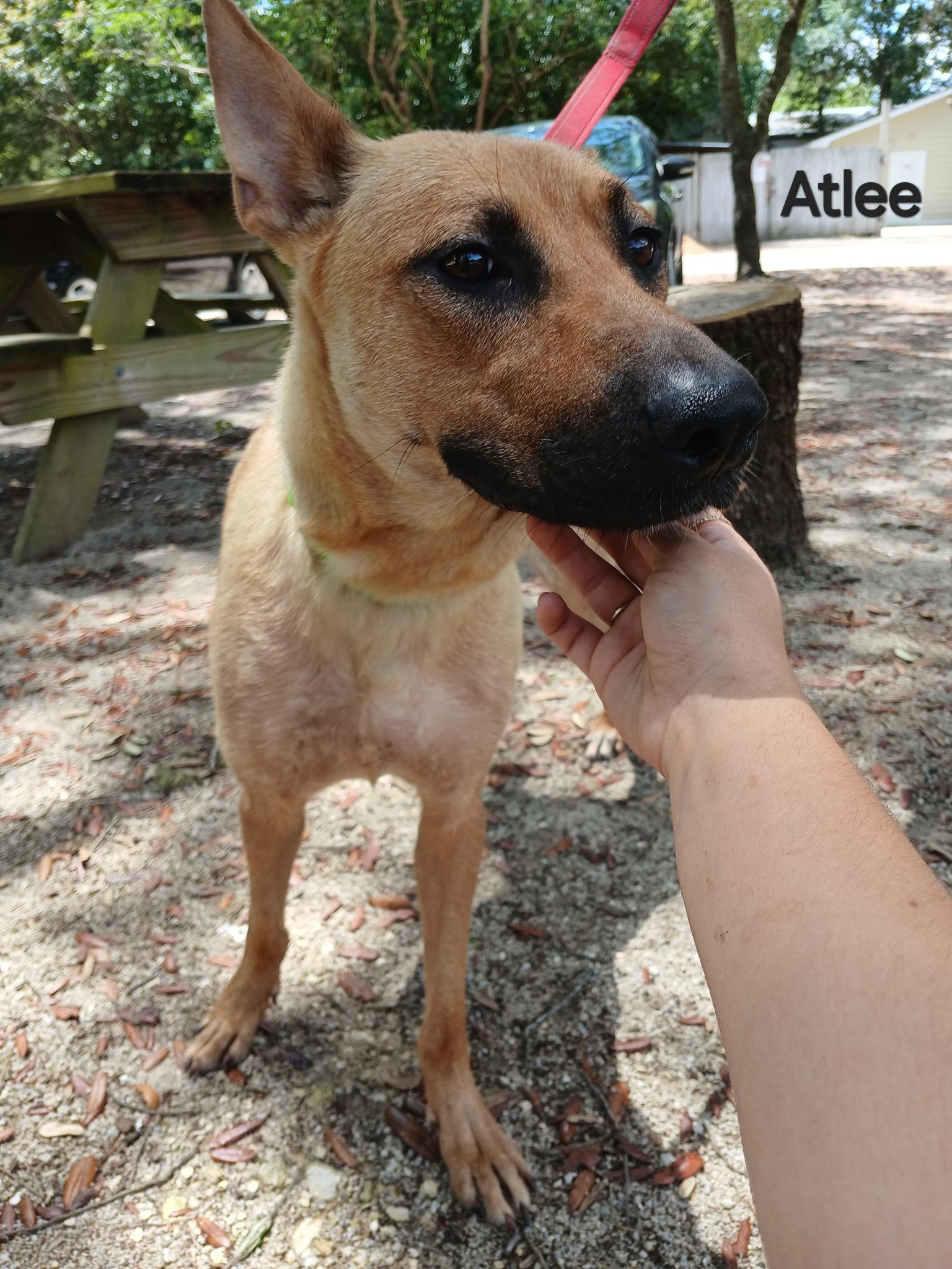 Atlee photo 3