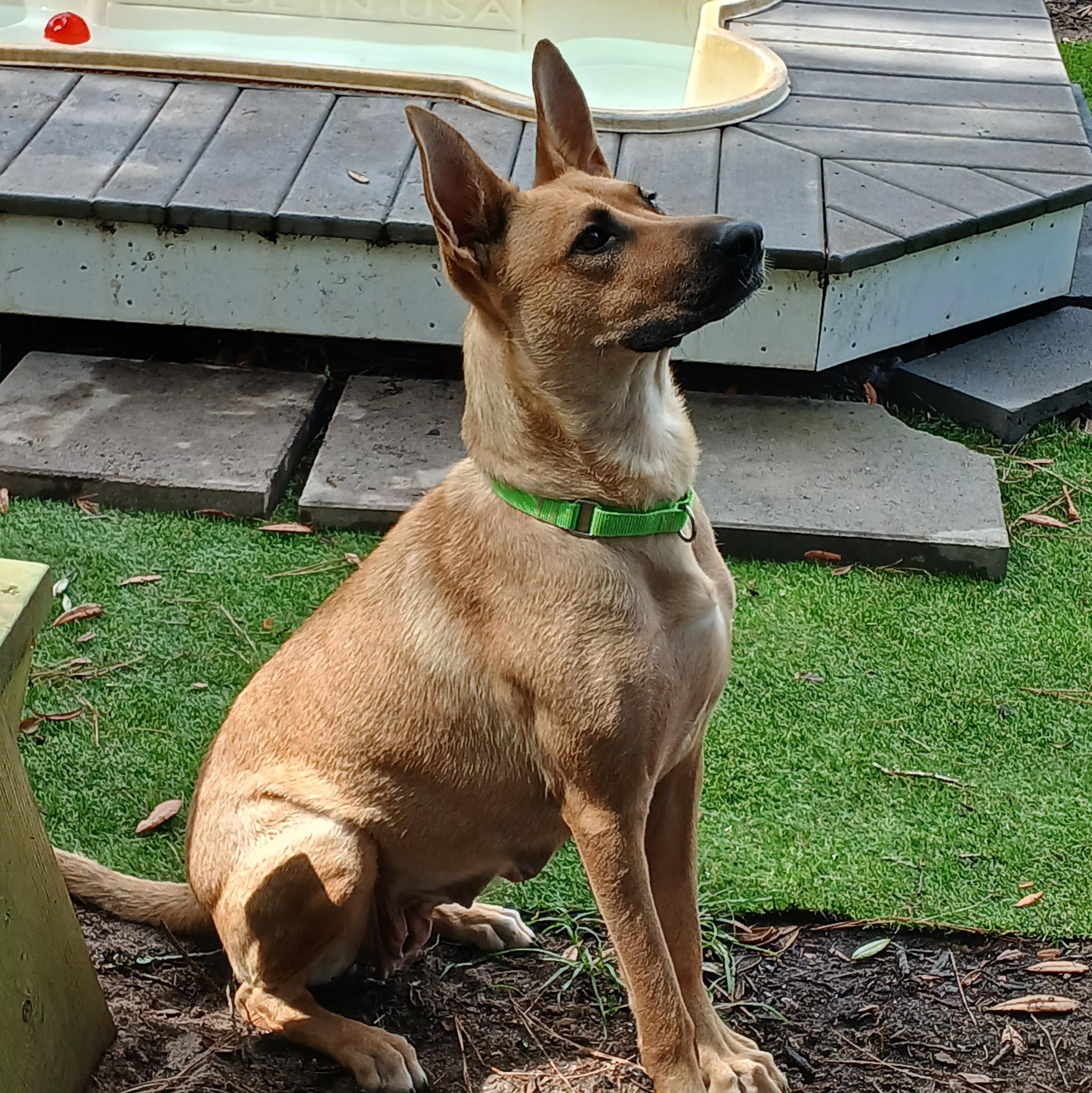 Atlee, Adult Female German Shepherd Dog
