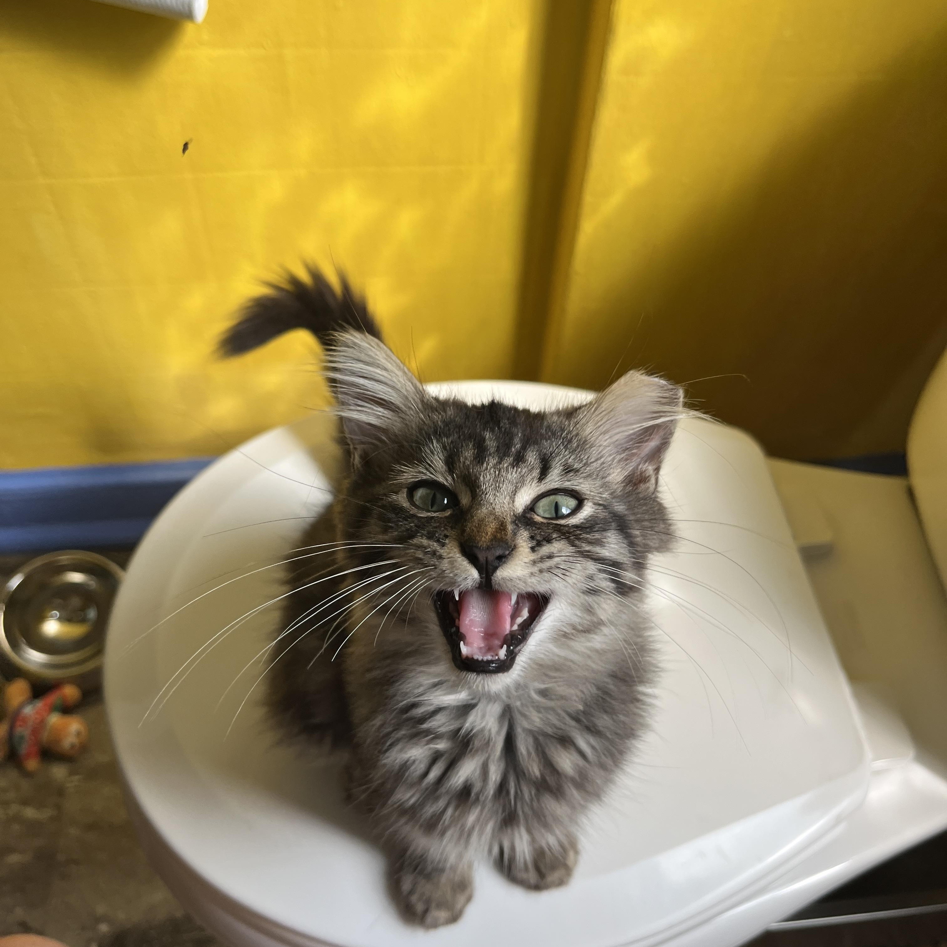 Cat available for adoption - (614) 636-2587