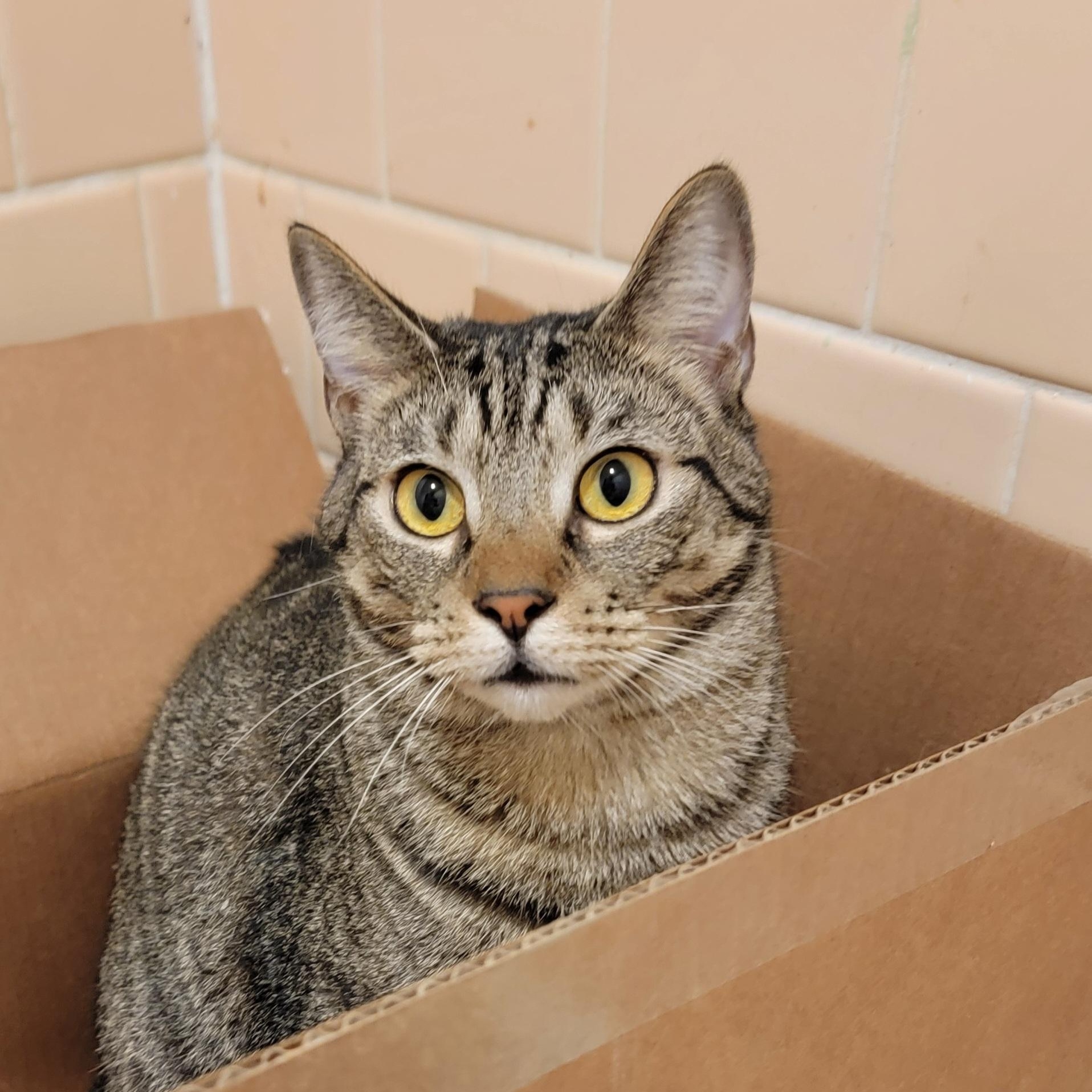 Umami Edamame, adopted, Young Male Domestic Short Hair.