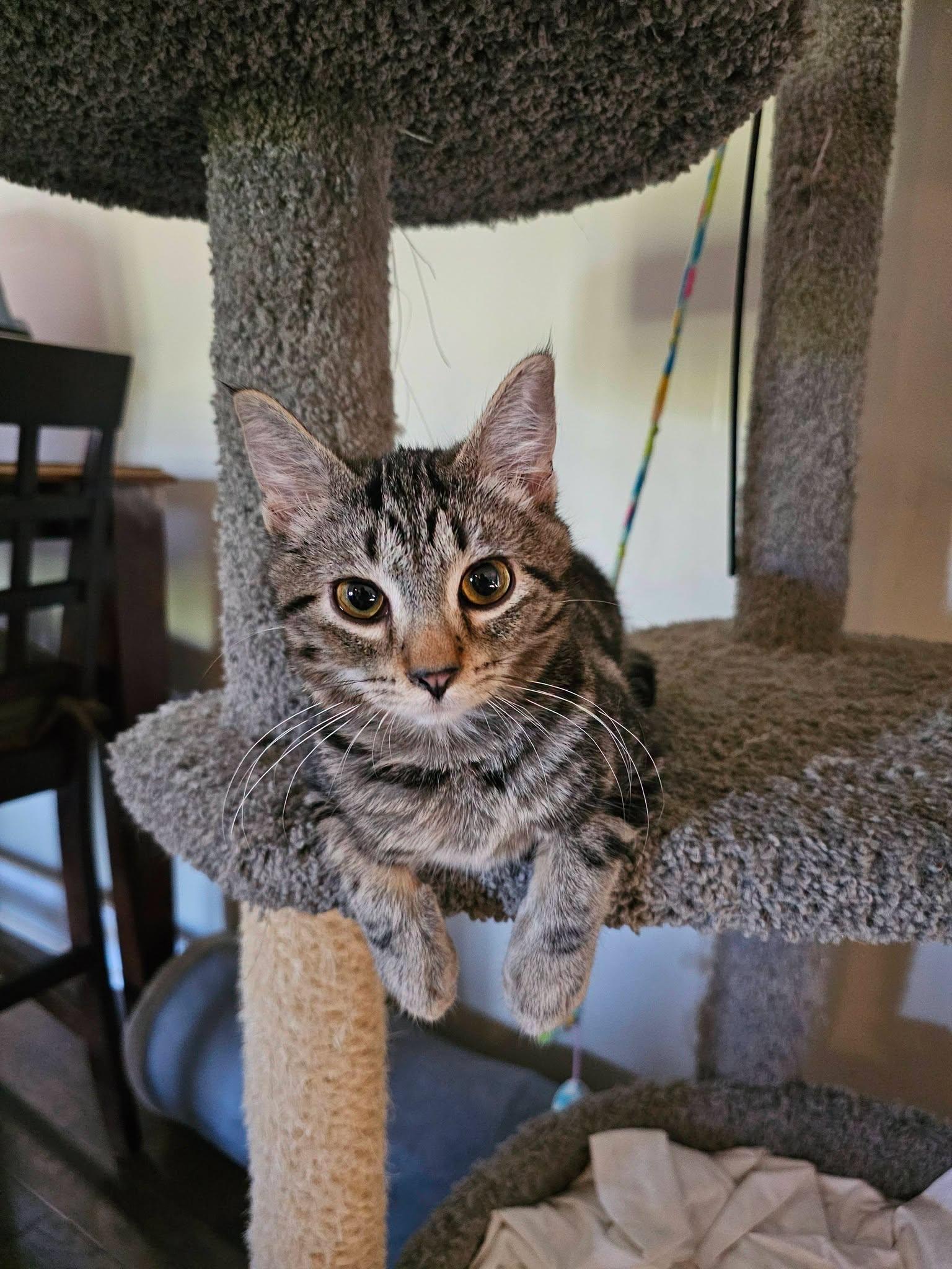 Enlarge Ruby, a ADOPTABLE Tabby in Freeland, MI image 1/1