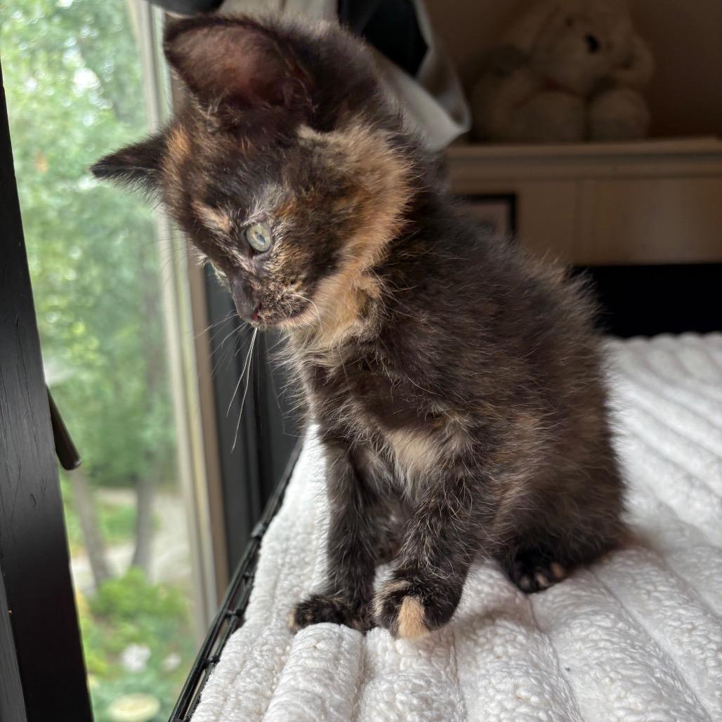 Enlarge Kyra, a Adoptable Domestic Short Hair in Fulton, MO image 1/4